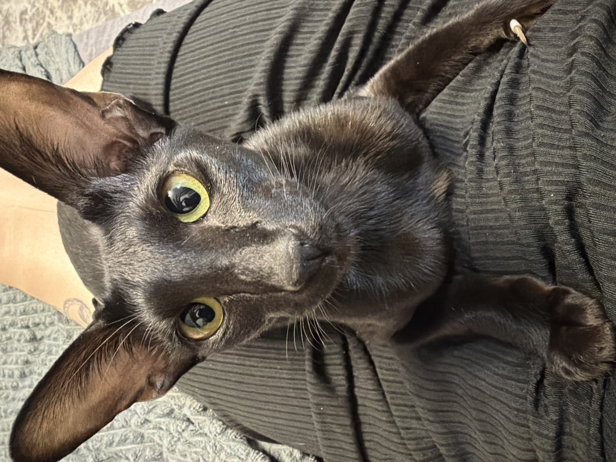 A close-up, high-angle shot of a black oriental shorthair cat lying on a person's lap. The cat has large, pointed ears and green eyes. The person is wearing a dark gray shirt with horizontal stripes. A small portion of their arm is visible on the left side of the image, revealing a tattoo. The location is not specified as Chaikovsky, Russia, nor is it otherwise identified.