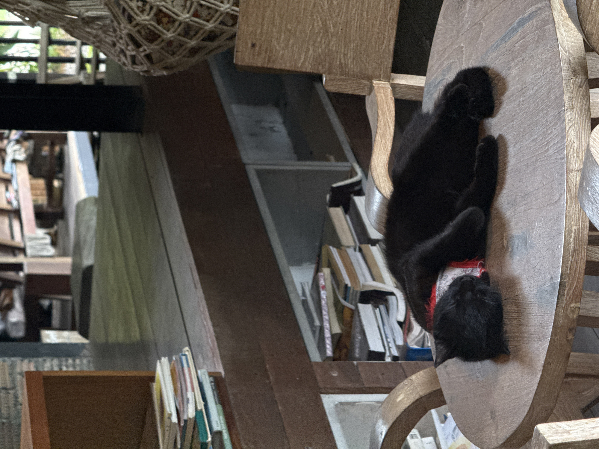 A black cat is sleeping on a wooden table in what appears to be a cafe or restaurant with an open-air, rustic ambiance. The cat is wearing a red and white patterned bandana around its neck. Behind the table, there are shelves filled with books, and in the background, wooden furniture and hanging decorations are visible, suggesting a bohemian or eco-friendly establishment. The location is identified as Pa Khlok, Thailand, known for its lush scenery and tranquil environment.