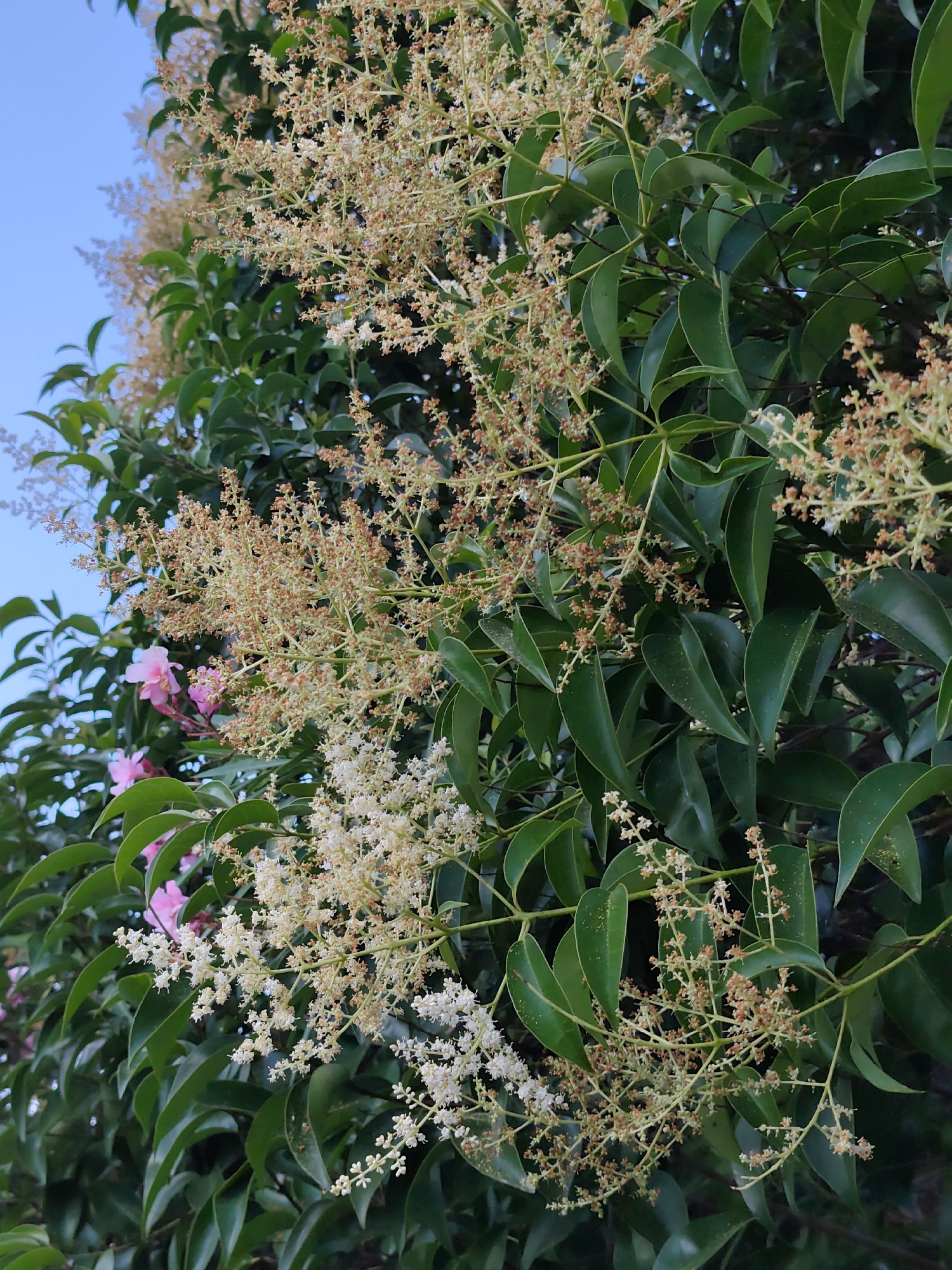 A close-up, eye-level shot captures a dense cluster of flowering branches against a bright blue sky. The plant features glossy, dark green leaves and panicles of small flowers. Some flower clusters are a pale white, while others are a light tan with hints of reddish-brown, suggesting they may be past their prime or developing into fruit. Faintly visible in the background are a few delicate pink blossoms. The scene appears to be outdoors, likely in a park or garden, as is common in Sochi, Russia, given its subtropical climate. There are no people or visible human activity depicted in the image.