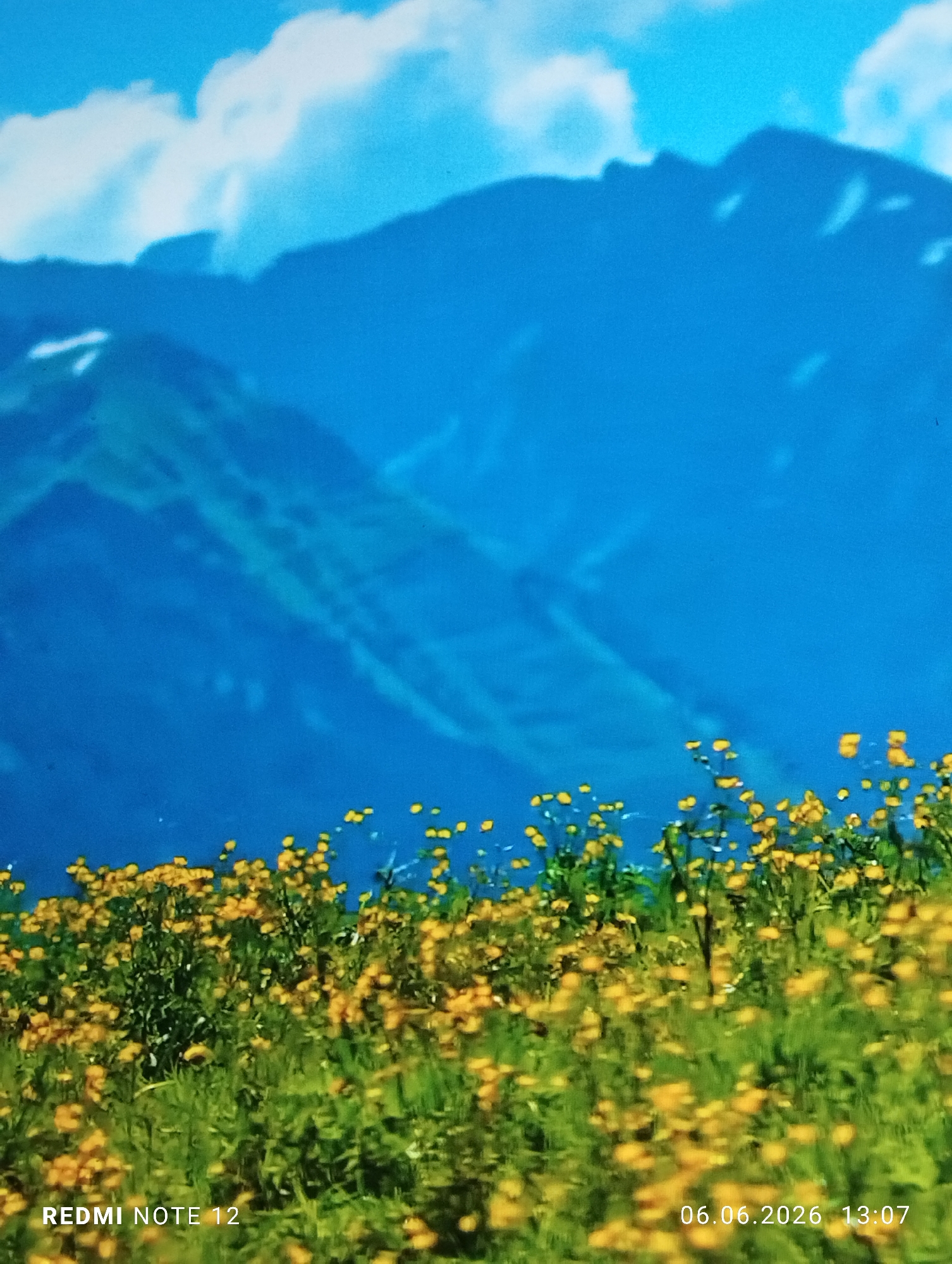 The image displays a vibrant natural landscape featuring a prominent mountainous backdrop and a foreground of flowering fields under a blue sky. The upper two-thirds of the frame are dominated by a clear, bright blue sky with scattered, diffuse white clouds. Below the sky, several layers of dark blue mountains extend across the width of the image, showing distinct ridges and contours, with occasional patches of white suggesting snow or ice. The bottom third of the image shows a dense field of small, bright yellow wildflowers with green stems and leaves, appearing in soft focus. There are no people visible. Text overlays are present: "REDMI NOTE 12" appears in white at the bottom left, and "06.06.2026 13:07" appears in white at the bottom right. The depicted scene, characterized by significant mountainous terrain and high-altitude flora, is inconsistent with the known coastal and relatively flat topography of Burgas, Bulgaria.