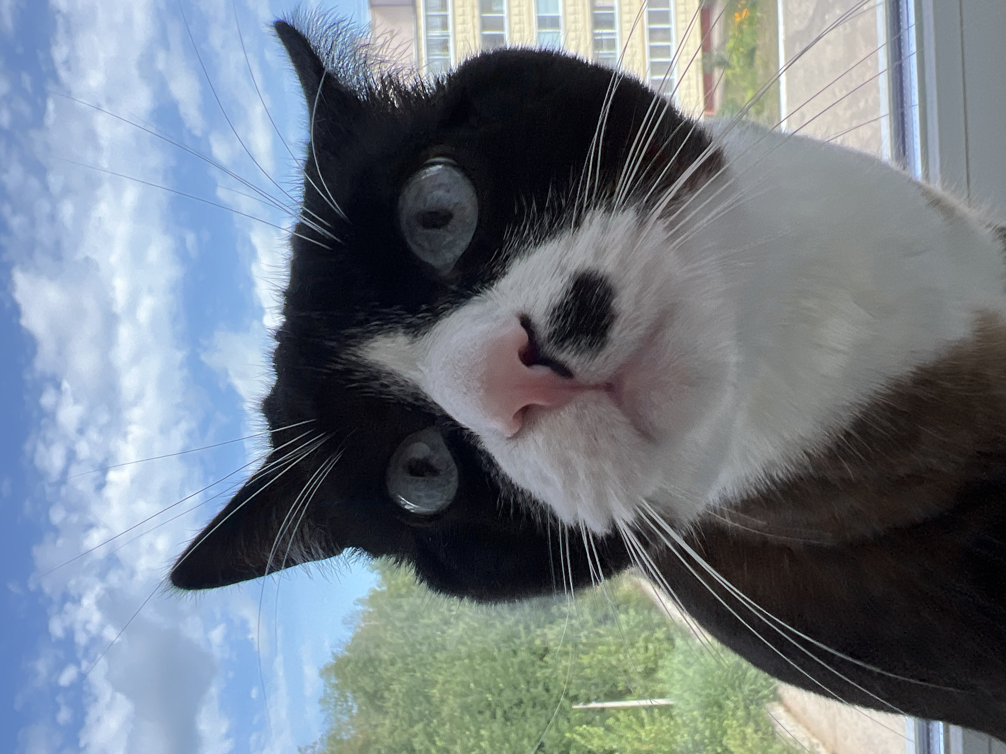 A close-up, low-angle, full-frame shot features a black and white domestic shorthair cat with bright blue eyes looking directly at the camera. The cat's face is framed by its black fur, with a white chest and muzzle. A distinct black spot is present on its white nose. Long white whiskers extend outwards from its muzzle. The background is a blurred view of a blue sky with scattered white clouds, green trees, and a section of a multi-story building. The scene appears to be indoors near a window, with the sky and outdoor environment visible through the glass. The cat is likely positioned on a windowsill. The image was captured in Noviy, Russia.