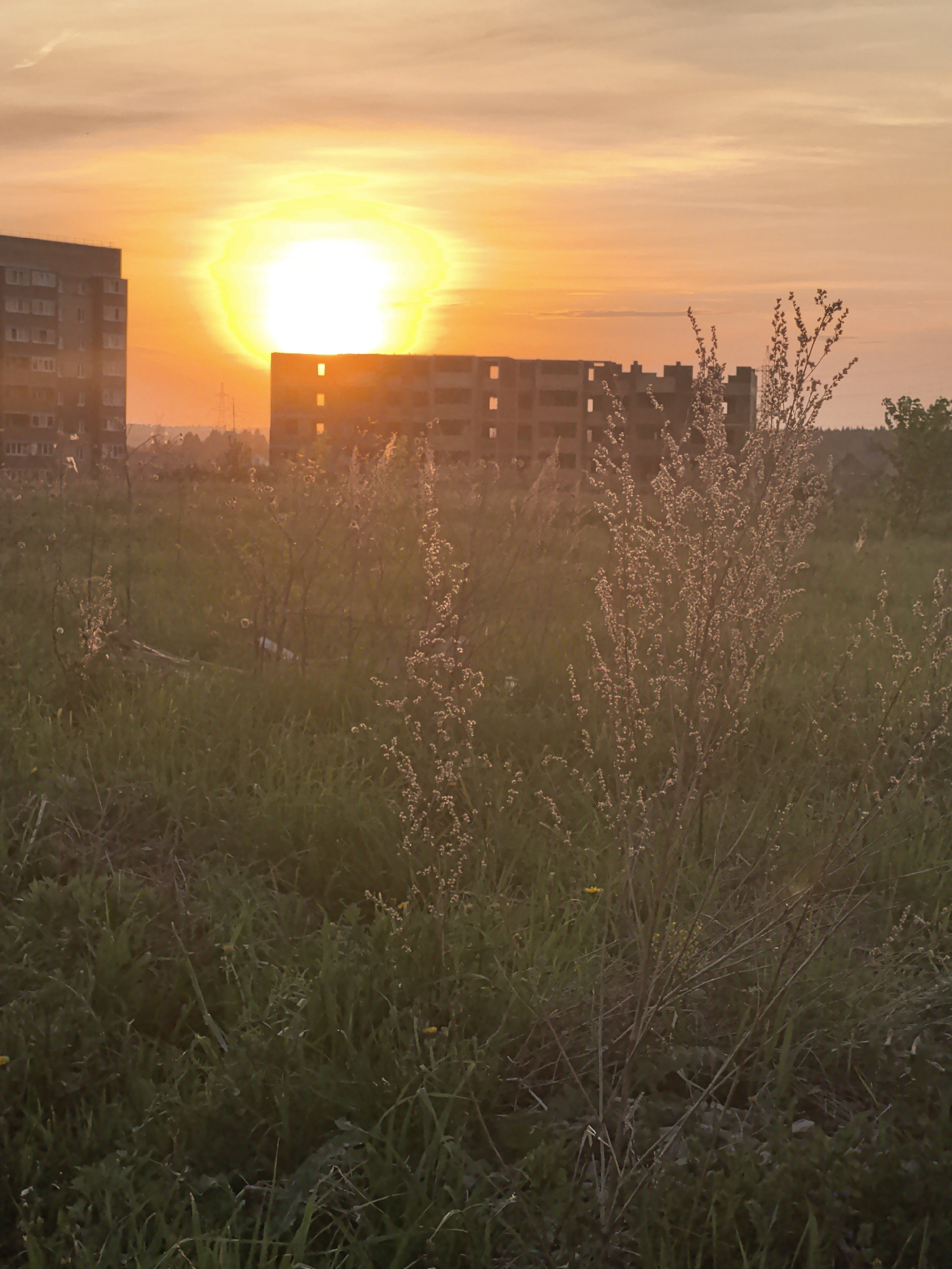 The image depicts a field of green grass and various weeds in the city of Фролы, Russia. In the background are two buildings, one of which is a multi-story apartment building. A bright sun or light source is positioned between the two buildings, creating a strong backlight. The sky is a gradient of orange and yellow hues. The scene appears to be captured at either sunrise or sunset.