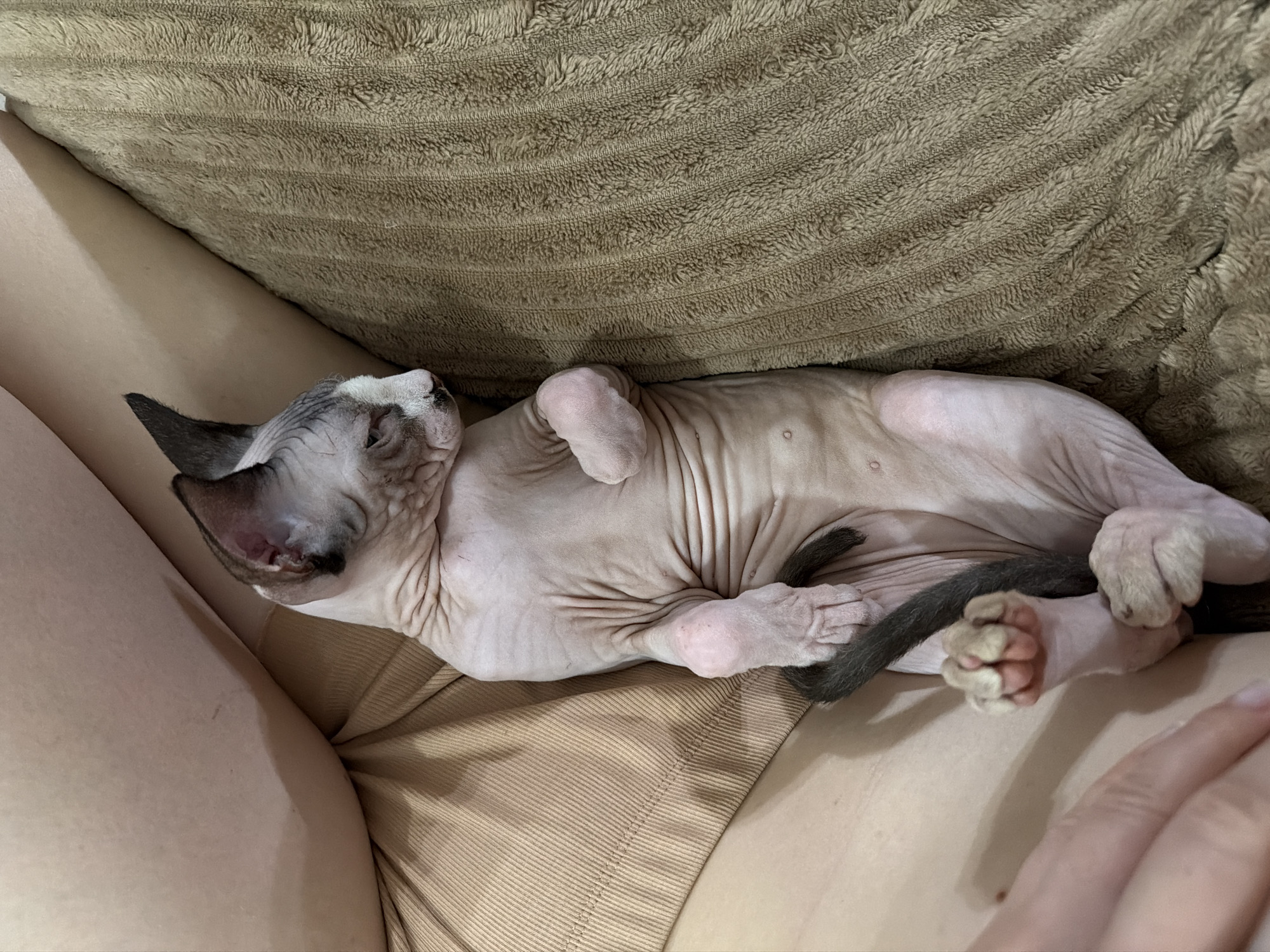 A sphynx cat is lying on its back, nestled between the legs of a person wearing beige shorts. The cat's skin is wrinkled, and it has dark grey markings on its ears and face. Its tail is curled around its paws, which are folded in front of its chest. The person's legs are bare and smooth. To the right of the cat is a brown, textured blanket. The scene is lit by natural light, casting soft shadows.