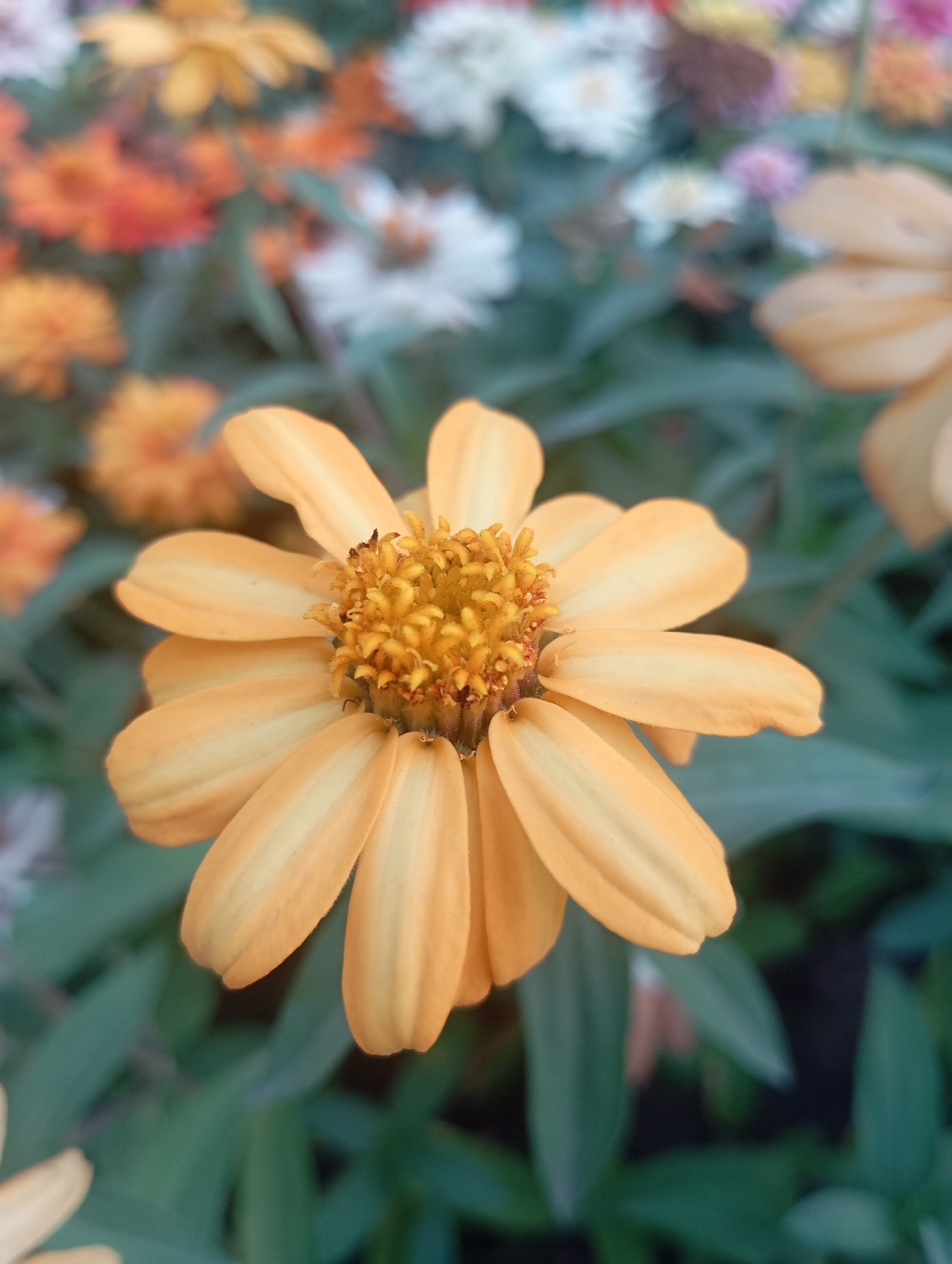 The image is a close-up, slightly angled shot of an orange zinnia flower in bloom. The flower's petals are a soft, peachy orange with subtle variations in shading, and they surround a central disc of tightly packed yellow stamens. The background is softly blurred, showcasing a garden setting with other flowers in various colors like white, pink, and orange, as well as green foliage. The lighting appears natural, possibly overcast or late afternoon, casting a gentle glow on the flower. The image does not contain any people, actions, or interactions, focusing solely on the botanical subject. The scene is consistent with a cultivated garden environment, such as those found in parks or private residences. The reference to Almaty, Kazakhstan, suggests this photograph was taken within that geographical location, but there are no specific landmarks or elements in the image to confirm or deny this.