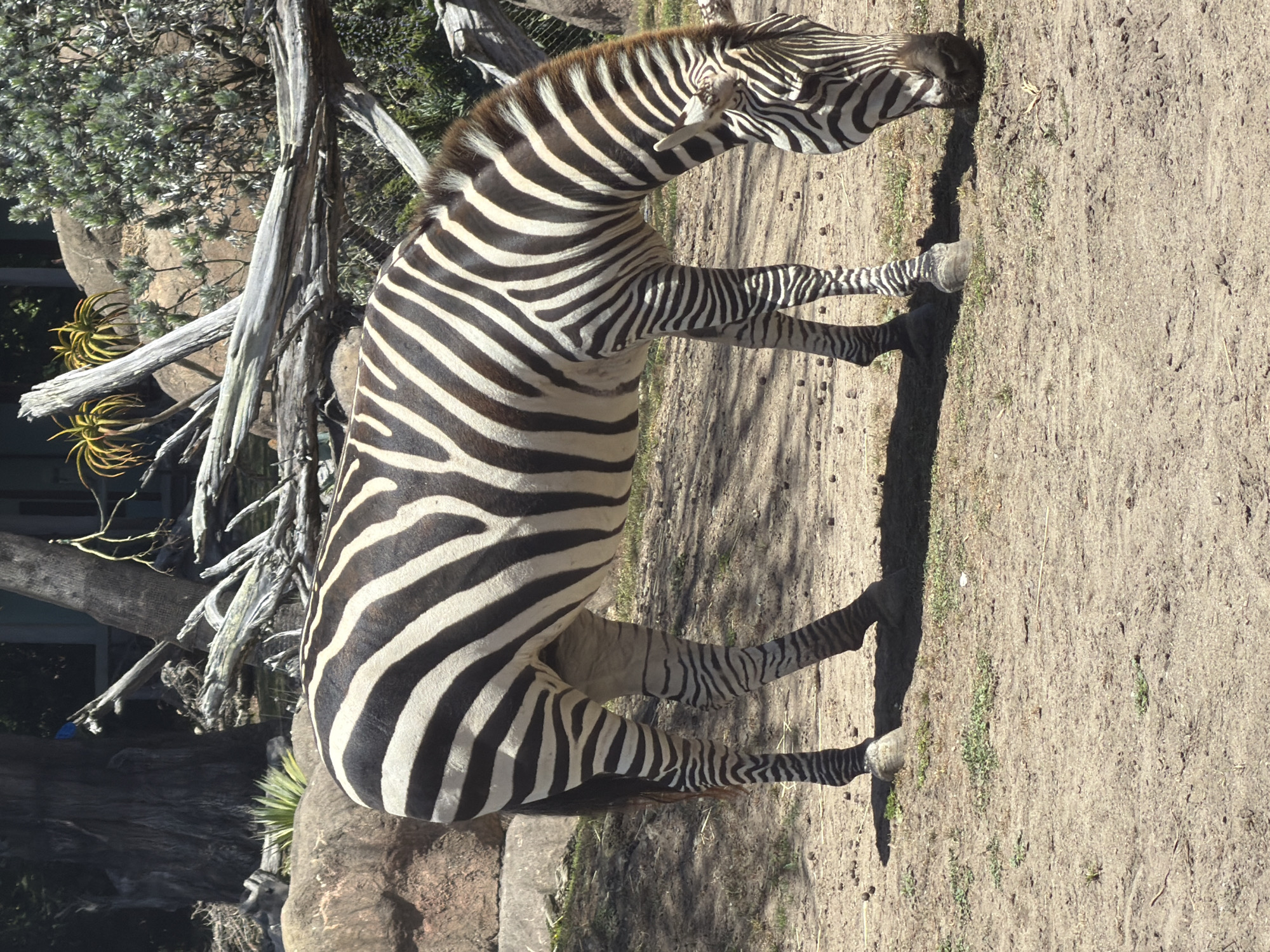 A zebra is standing in a dry, sandy enclosure with sparse vegetation and scattered brown pellets on the ground. The zebra is facing to the right, with its head down as if grazing. Its black and white stripes are prominent on its body and legs. In the background, there are large rocks, dead tree branches, and green foliage, suggesting an outdoor exhibit. The scene appears to be an animal enclosure, likely in a zoo or wildlife park. The lighting indicates it is daytime, with sunlight casting shadows.