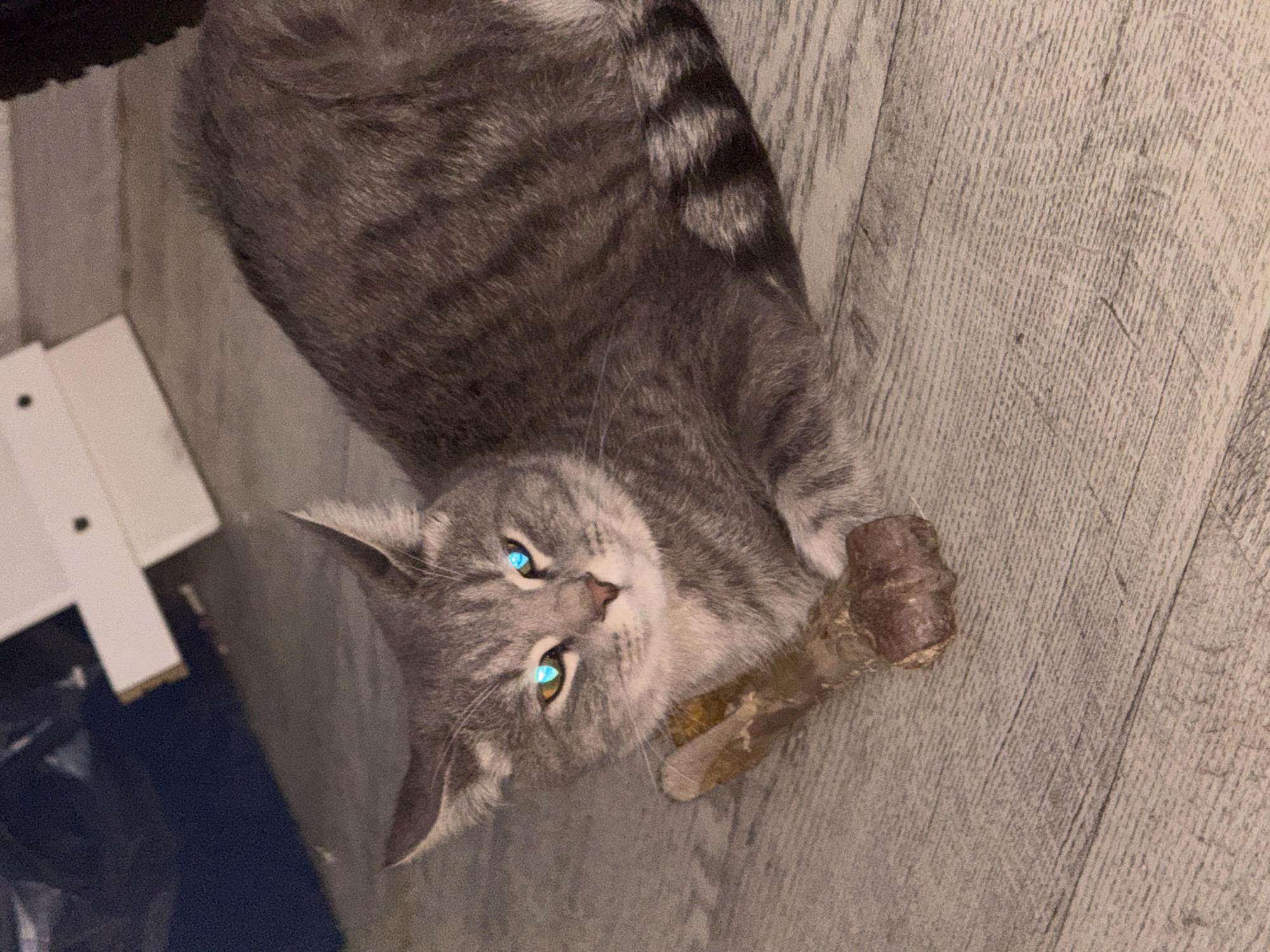 A grey tabby cat with bright blue, glowing eyes and a striped tail is lying on a wooden floor. The cat is resting its front paws on a chew toy that appears to be a large, dried bone or rawhide. The background is dark and out of focus, with hints of furniture and a dark blue object. The scene appears to be indoors.