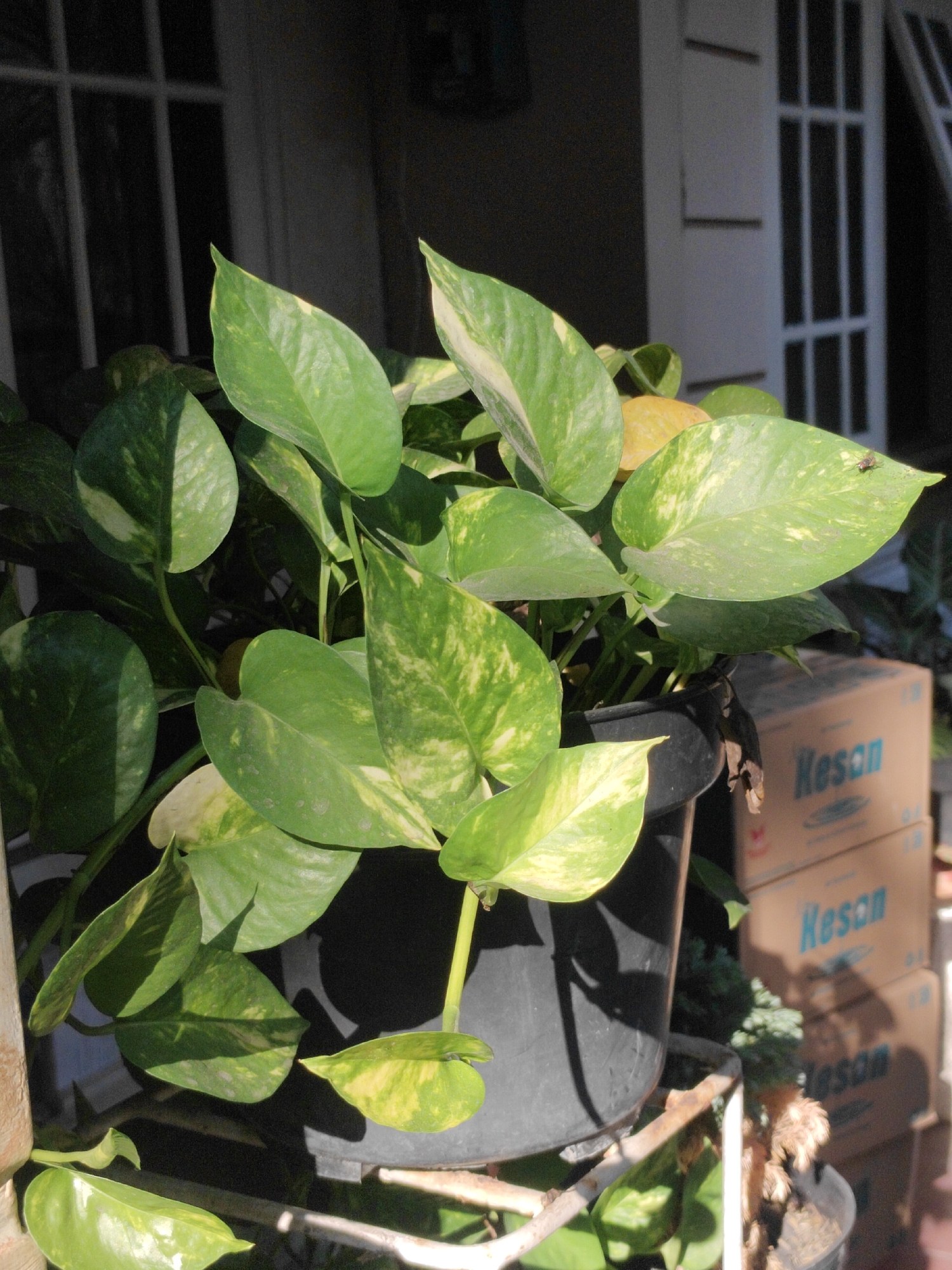 This image depicts a potted Pothos plant with variegated green and yellow leaves, positioned in front of a white-framed door with vertical panes, likely a window or French door. The plant is in a black plastic pot. Behind the plant, several stacked cardboard boxes are visible, one of which has the word "Kesan" printed on it in blue lettering. The lighting suggests it is daytime, with sunlight casting shadows. The scene is likely from an outdoor or semi-outdoor location, possibly a balcony or a garden area in Surabaya, Indonesia, given the presence of the Pothos plant, a common houseplant in tropical regions, and the style of the door and window. No people are present in the image.