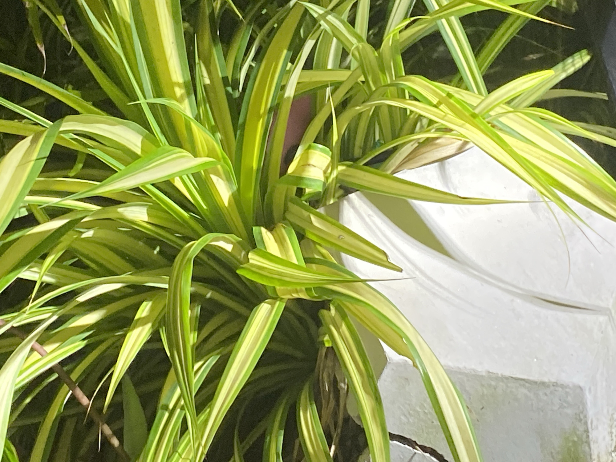A close-up shot shows a vibrant spider plant (Chlorophytum comosum) with striped green and yellow leaves, overflowing from a white planter. The planter appears to be part of a white painted, layered, structure, possibly a small wall or tiered display. The location is Baan Bang Rak, Thailand.