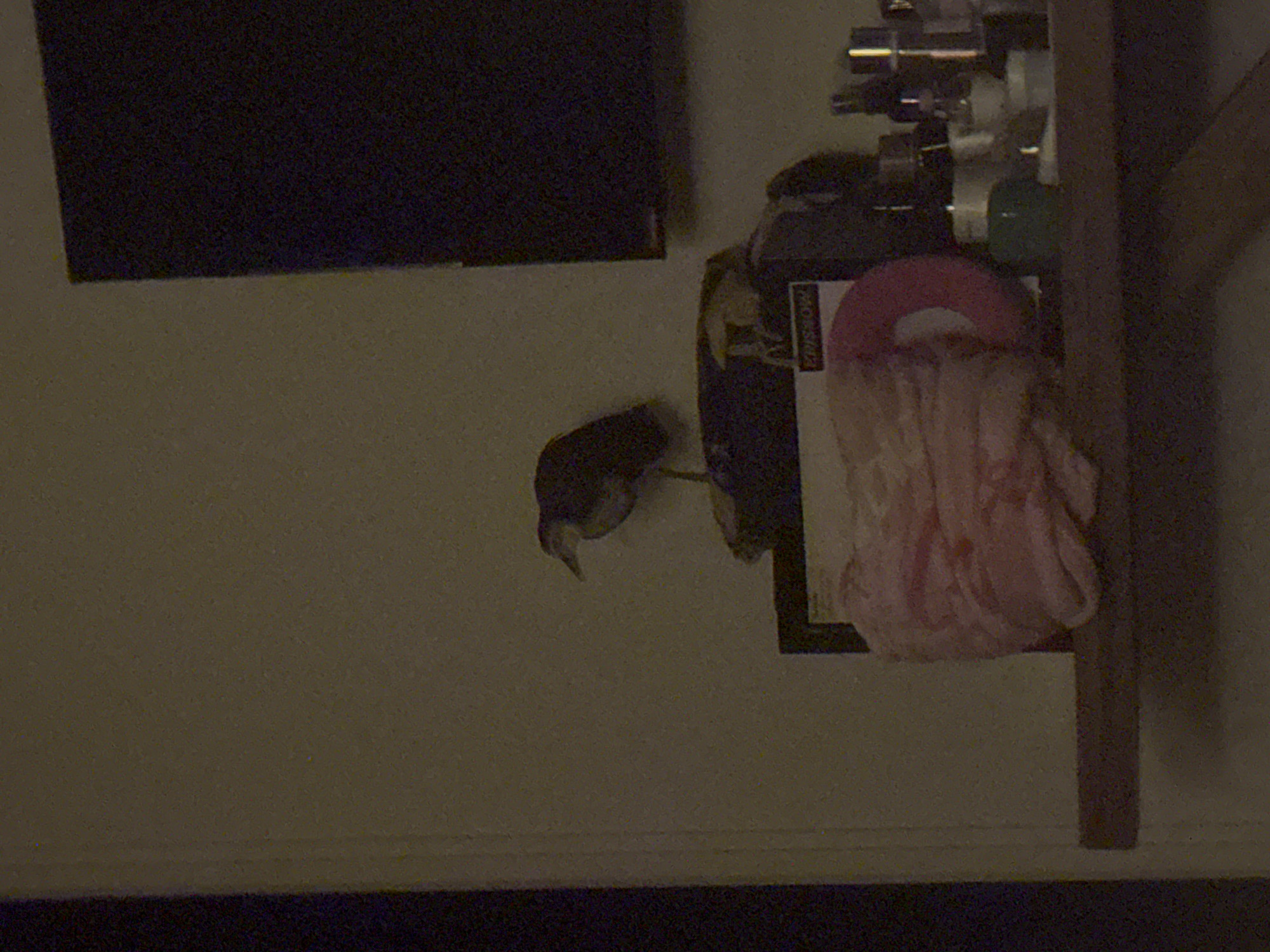 This is a dark, grainy, and dimly lit indoor photograph. On the left, a dark, rectangular object, possibly a television screen or monitor, is mounted on a light-colored wall. Below and to the right of this, a small, dark, bird-like or animal-like figure or shadow is visible on the wall.
On the right side of the frame, there is a shelving unit or piece of furniture. Several metallic or glass bottles and containers are stacked on an upper shelf. Beneath these, a bright pink, circular object, resembling a folded towel, fabric, or a large loofah, is draped over something. A dark, rectangular frame is visible behind the pink item. Partially legible white text, appearing to spell "MARSHALL" or "MORSHALL", is visible on a dark label or book cover near the pink object and below the bottles. A dark, vertical beam or support, likely part of the furniture or architecture, runs along the far right edge of the image.
The low light conditions contribute to the image's graininess and the subdued atmosphere, suggesting it was taken at night or in a poorly illuminated room. The walls are a light, neutral color, while the very bottom of the image shows a dark, horizontal strip, possibly a floor or another piece of furniture. There are no people present, and no specific activity is taking place. The setting is a domestic or private indoor space. The location context of Kuta Selatan, Indonesia, is not visually verifiable from the objects or scene depicted.