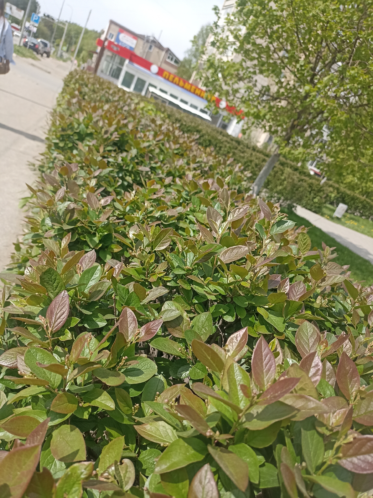 The image shows a close-up of a dense hedge with green and reddish-brown leaves, running along a sidewalk in a city. In the background, a street and buildings are visible. One building has a red and white facade with the word "ПЕЛЬМЕНИ" in yellow lettering. A tree with light green leaves is also visible in the background. The scene appears to be outdoors during the daytime.