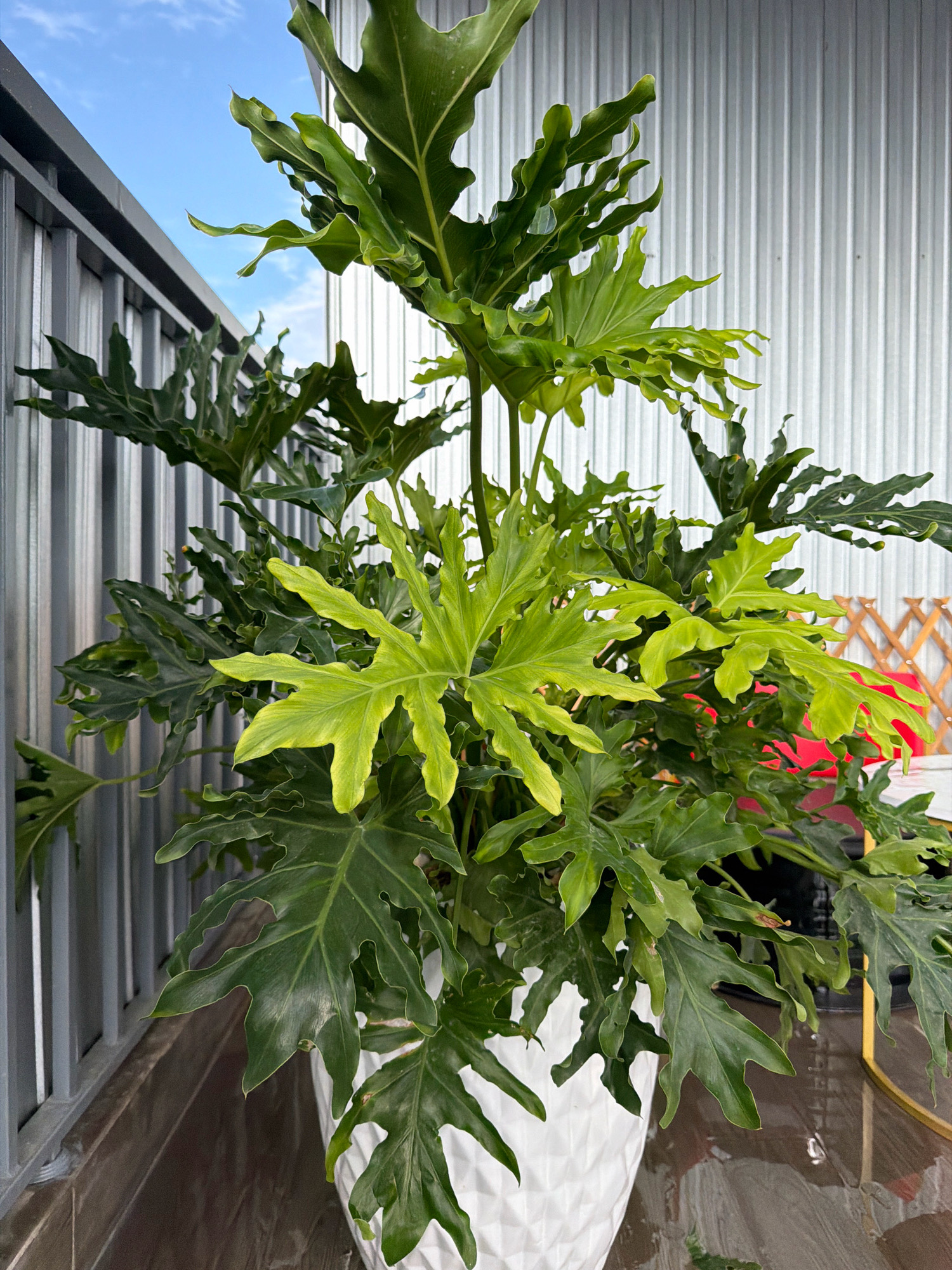 A large, bushy philodendron plant with deeply lobed, green leaves is in a white, geometric pot. The plant is positioned on a brown tiled floor, likely a balcony or patio, given the presence of a grey corrugated metal wall behind it. To the left of the plant, a section of a grey metal railing is visible. In the background, glimpses of a red object and a gold-legged table can be seen. The sky, a bright blue with scattered white clouds, is visible in the upper left corner. The scene appears to be outdoors, possibly in Đà Nẵng, Vietnam, given the architectural style of the building and the outdoor setting common for residential balconies in the region. No people are present in the image.
