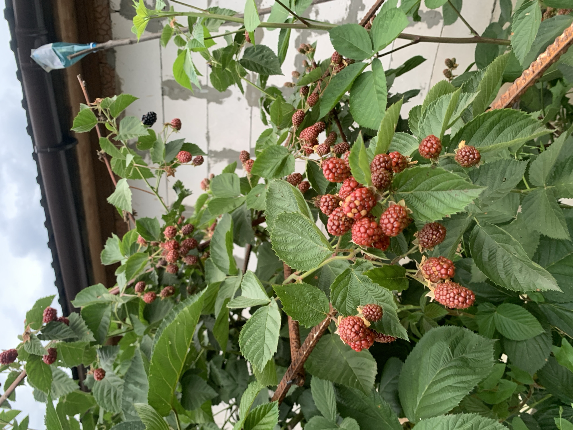The image shows a close-up of a blackberry bush laden with ripe and ripening berries. The berries are a deep red and dark purple color, clustered on thorny branches amidst lush green leaves. The bush is growing against a backdrop of a white cinder block wall, with a dark brown gutter and roofline visible at the top of the frame, suggesting an outdoor, possibly rural or suburban setting. The overall impression is of a bountiful harvest. The location, Званка, Russia, implies a temperate climate suitable for berry cultivation. The image does not contain any people or actions.