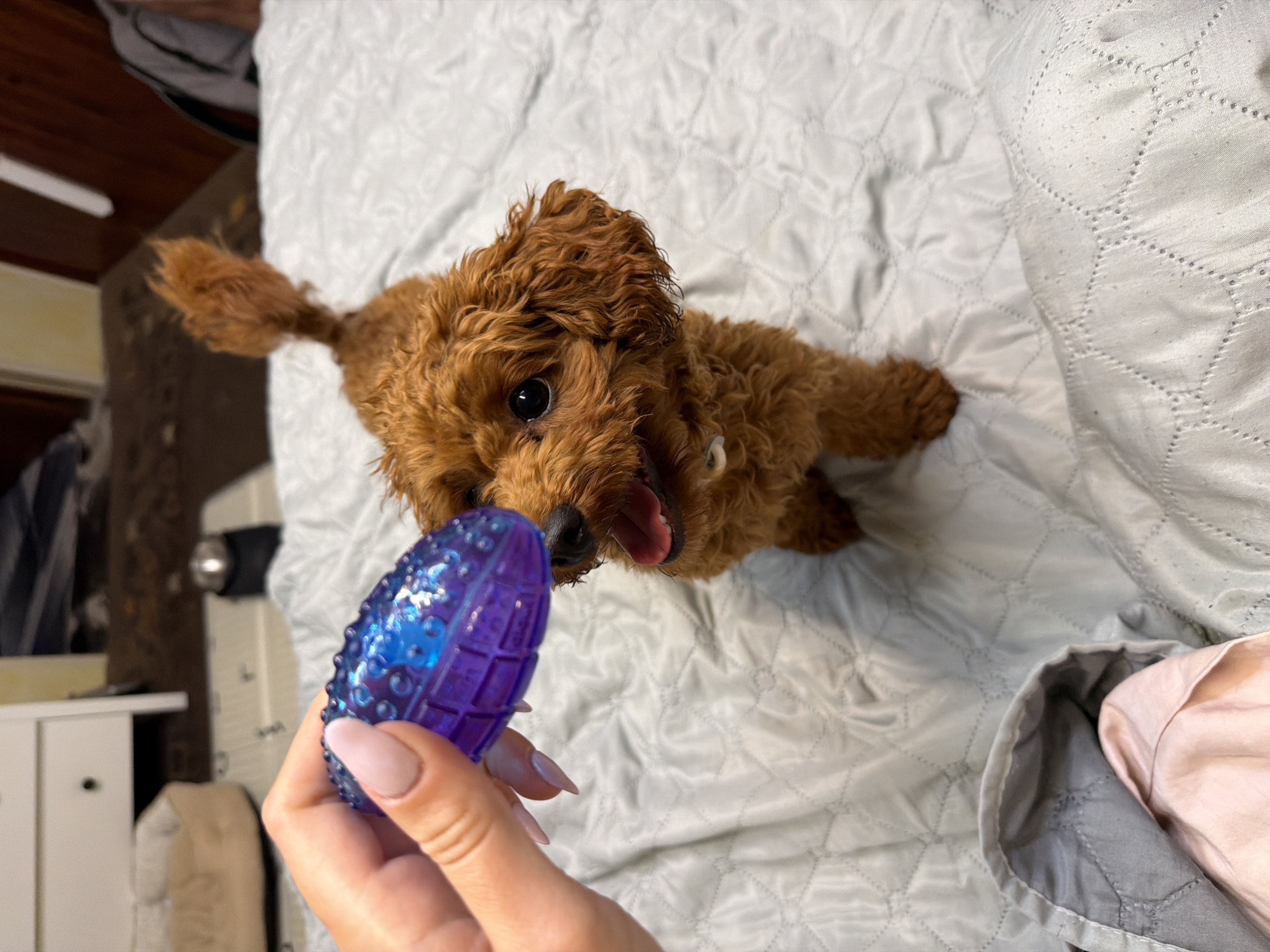 A person's hand with light pink nail polish is holding a textured, purple dog toy above a small, reddish-brown dog on a white quilted surface. The dog is looking up at the toy with its mouth slightly open and tongue visible. The background shows a bed with a quilted cover and some items of furniture. The scene is indoors, and the lighting suggests it is daytime. There is no information in the image to suggest the location is Sofia, Bulgaria.