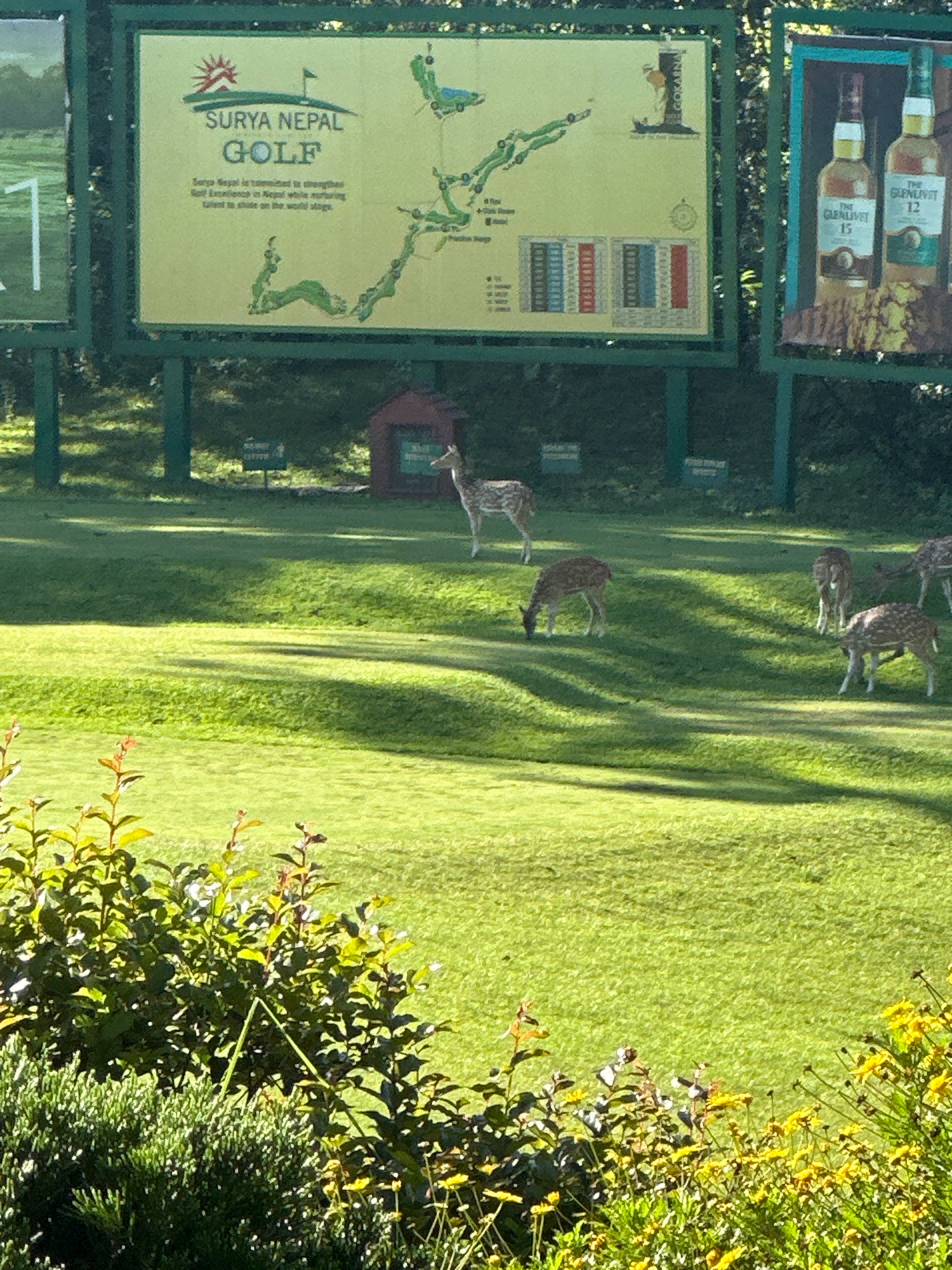 In Kageshwori Manohara, Nepal, a group of spotted deer graze on a lush green golf course. In the background, a large billboard displays a map of the Surya Nepal Golf course, with two bottles of The Glenlivet whiskey advertised on a separate panel to the right. The sun casts long shadows across the manicured lawn, highlighting the natural beauty of the environment and the presence of wildlife within it. A small red structure, possibly a maintenance shed or information booth, is visible near the billboard. The foreground is filled with dense green foliage, including bushes and flowering plants, further enhancing the scenic appeal of the location.