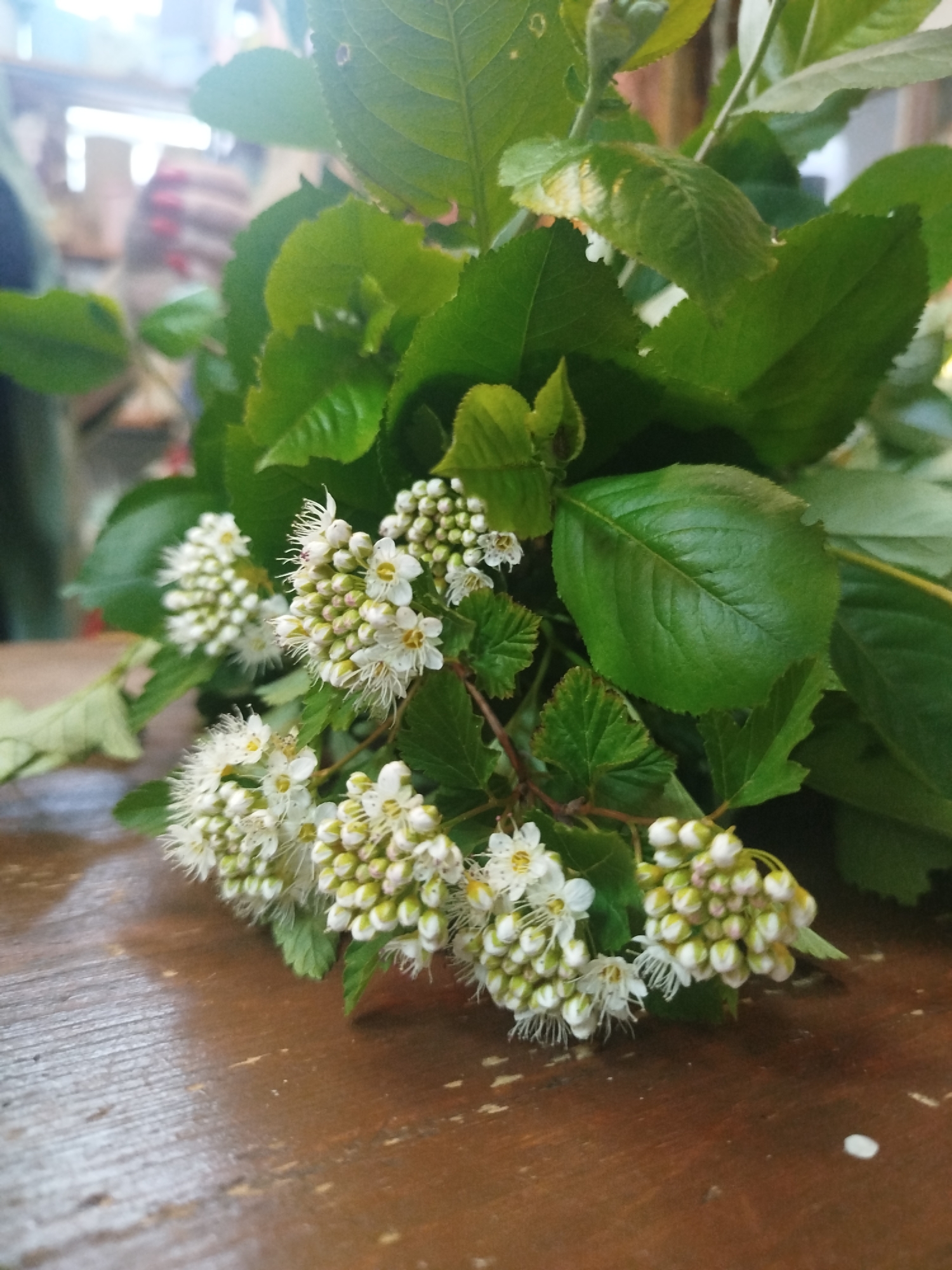 The image shows a bunch of flowers and green leaves arranged on a wooden surface. The flowers are small, clustered together, and appear to be white with a hint of yellow. Some of the flowers are still in bud form. The leaves are green, varying in size, and have a slightly glossy texture. The wooden surface appears to be a table. The location is Unknown, Unknown. There are no people visible in the focused area of the image. The environment suggests an indoor setting.