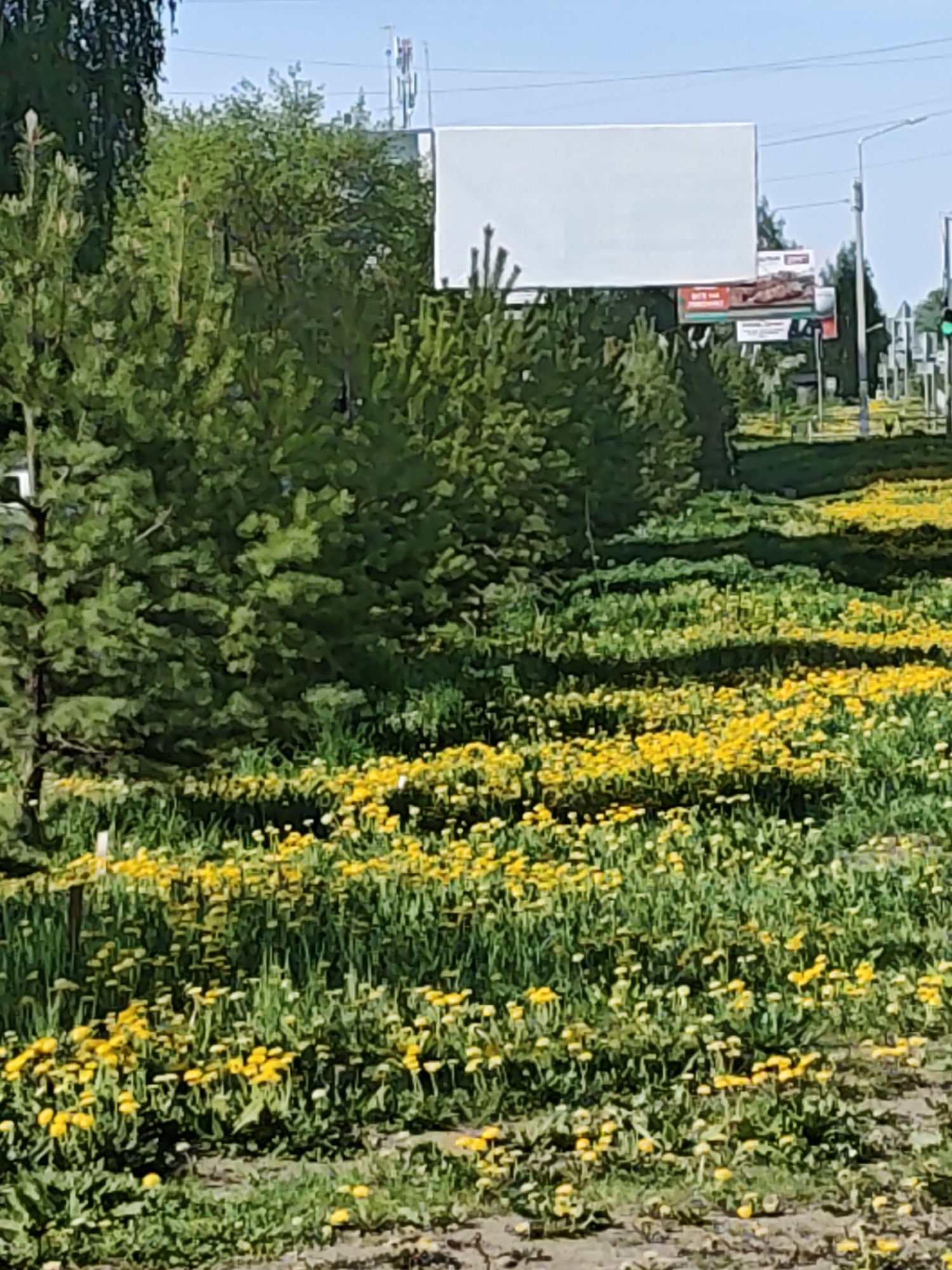 The image captures a cityscape in Chaikovsky, Russia, featuring a vibrant field of yellow dandelions in the foreground. The field slopes slightly upward towards a line of trees and shrubs. Behind the greenery are several billboards, one appearing blank, and another displaying an advertisement. Traffic lights are visible on the right edge. A glimpse of the city street is visible behind the billboards with light poles, and building. The scene is bathed in daylight under a clear blue sky.