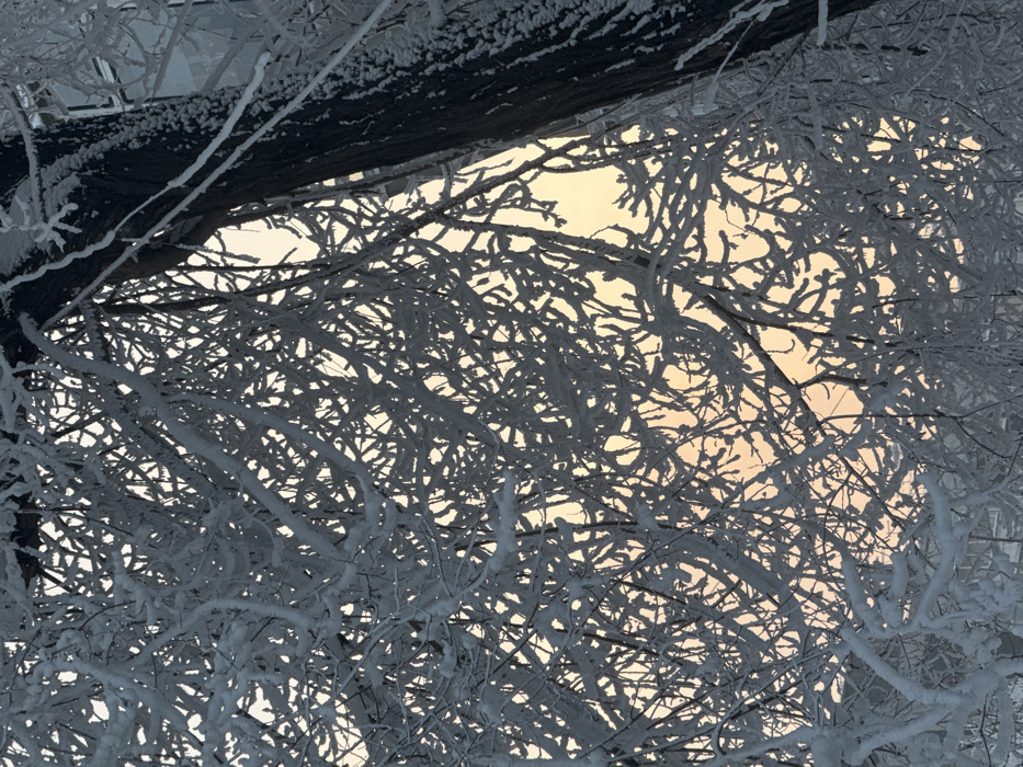 This image depicts a severe winter environment in Krasnoyarsk, Russia, dominated by a dense network of bare deciduous tree branches heavily encrusted with hoarfrost or snow. These intricate white formations are silhouetted against a sky that transitions from a soft pale orange-yellow at the bottom to a lighter hue above, consistent with either dawn or dusk. A dark, snow-dusted tree trunk occupies the far right side of the frame. Faint outlines of distant snow-covered buildings are marginally visible through the branch canopy. No individuals, animals, or active subjects are present.