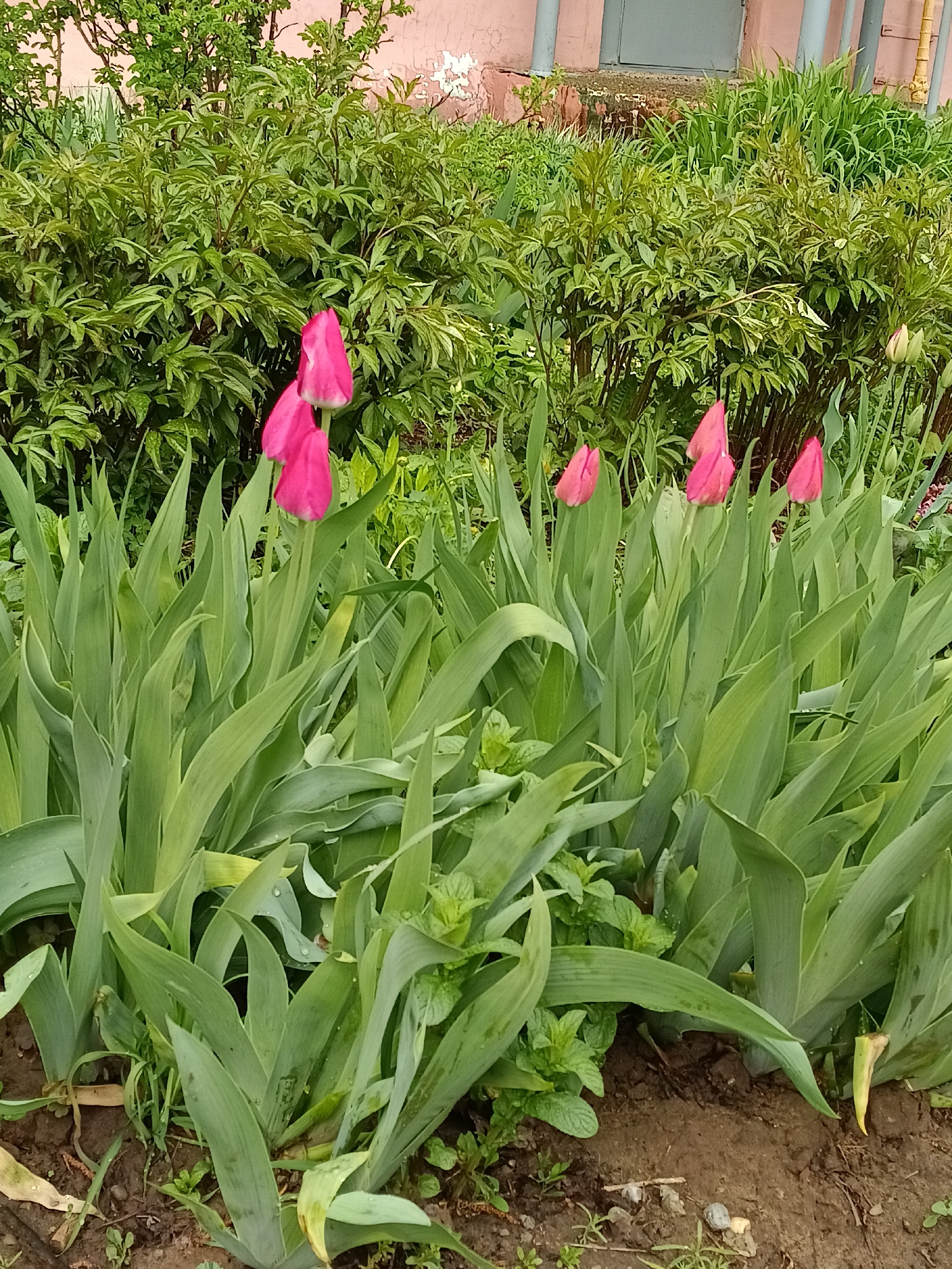 The image shows a garden in Chaikovsky, Russia, with a row of pink tulips in bloom. The tulips are surrounded by their long, green leaves and interspersed with other plants, including what appears to be mint. Behind the tulips is a dense green bush. In the background, a building is visible, with a pink wall and grey trim around the windows and drainpipes. The ground in the foreground is dark soil. The light suggests it is a daytime shot.