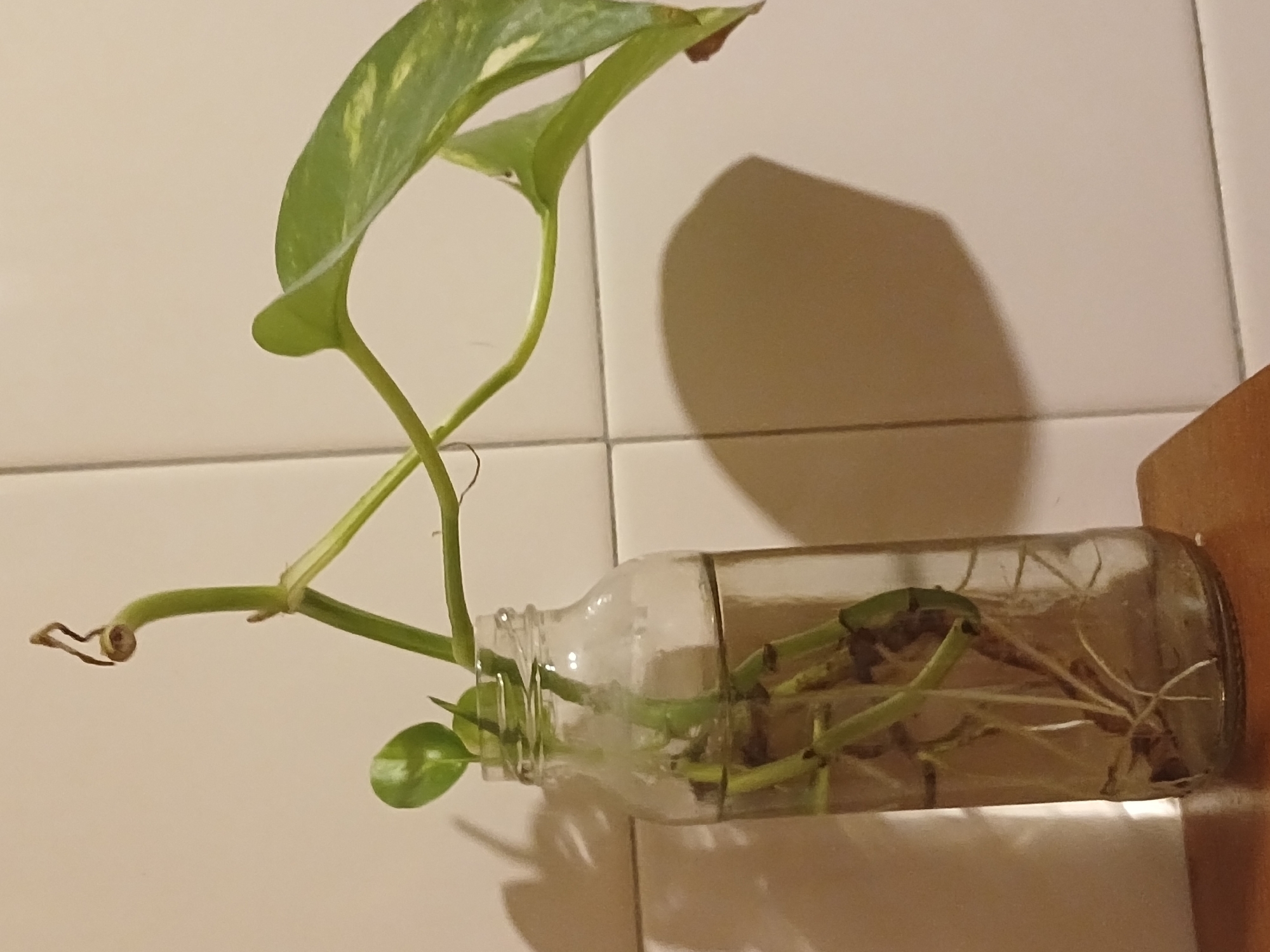 A clear glass bottle, filled with water, holds cuttings of a Pothos plant (Epipremnum aureum), which are in the process of rooting. The bottle is positioned horizontally, and the plant's variegated green and yellow leaves, along with its stems, emerge from the bottle's neck, curving upwards and to the left. Numerous white roots are visible inside the bottle, submerged in the water.
The background consists of light-colored, possibly off-white or cream, square tiles with dark grout lines, suggesting an indoor setting like a kitchen or bathroom wall. A distinct, elongated shadow of the plant and bottle is cast upon the tiled surface, indicating a light source from the upper left or above. A portion of a brown, wooden surface is visible on the far right edge of the image, possibly acting as a shelf or support for the bottle. The overall scene captures a moment of plant propagation. No text is visible.