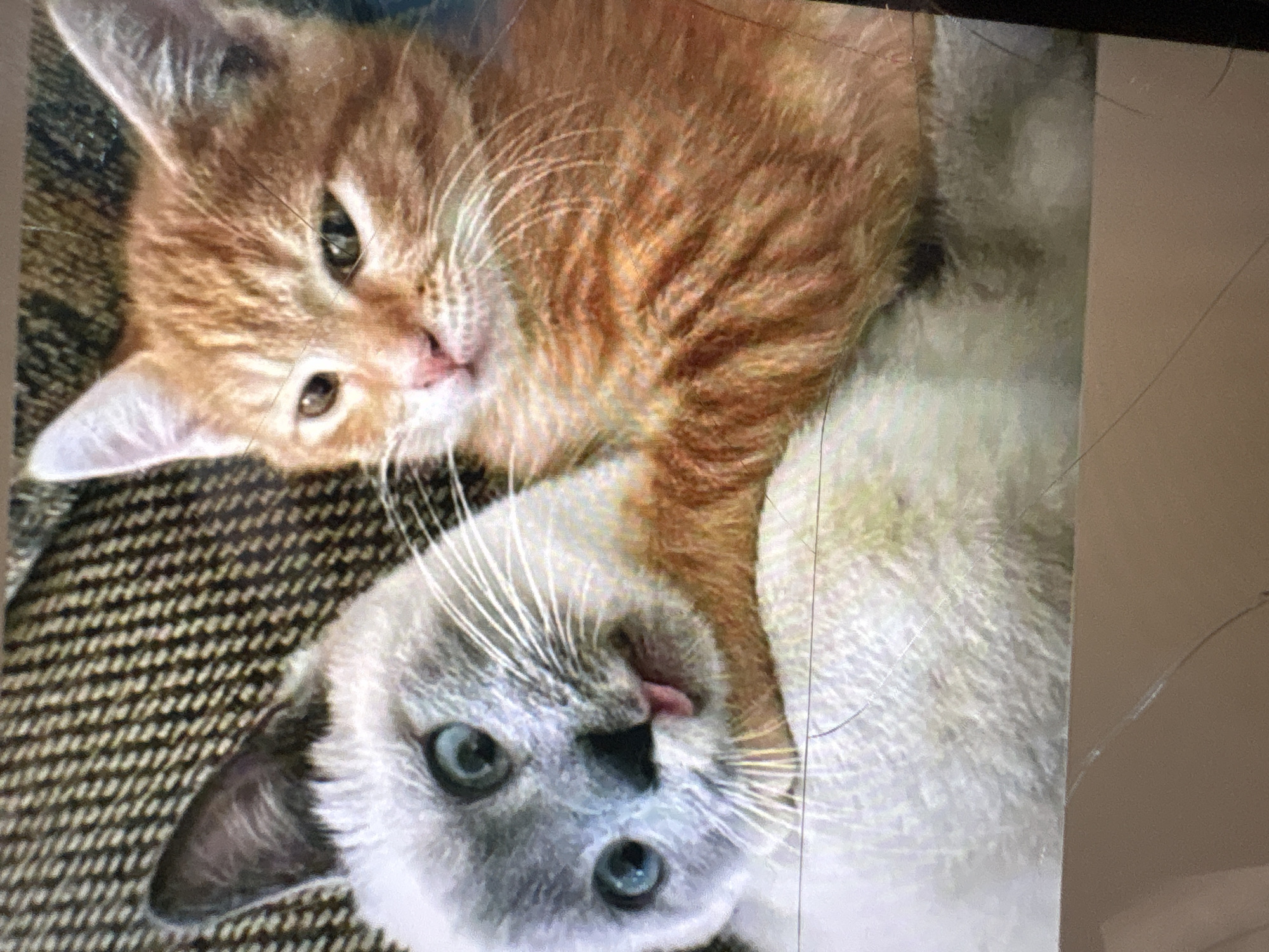 Two kittens, one Siamese and one ginger tabby, are resting on a brown textured surface. The Siamese kitten, in the foreground on the left, has blue eyes and its tongue is sticking out. The ginger tabby kitten is behind the Siamese kitten, to the right, with its head turned and looking towards the viewer. Both kittens appear to be relaxed and comfortable. The background is a brown, woven fabric, possibly a blanket or rug. There are some fine scratches visible on the surface of the image. The location in Атамекен кенттік әкімдігі, Kazakhstan is not discernible from the image.