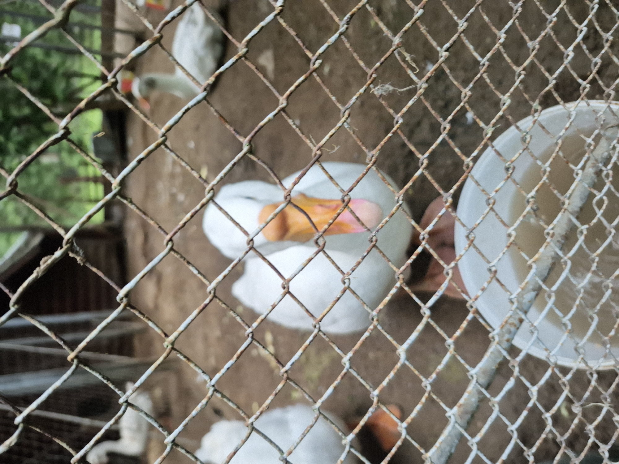 An outdoor, medium-shot, eye-level, slightly blurry photograph captures a fence in the foreground and geese in the background. The fence is made of rusty metal mesh. Behind the fence, several white geese are visible on a dirt ground. One goose in the center is in focus and faces the camera, showing its orange beak and pinkish underside. Other geese are out of focus to the left and right. In the far background, a wooden structure and green foliage are present. A white bucket containing water is in the lower right foreground, partially obscured by the fence. The lighting appears to be overcast or dim.