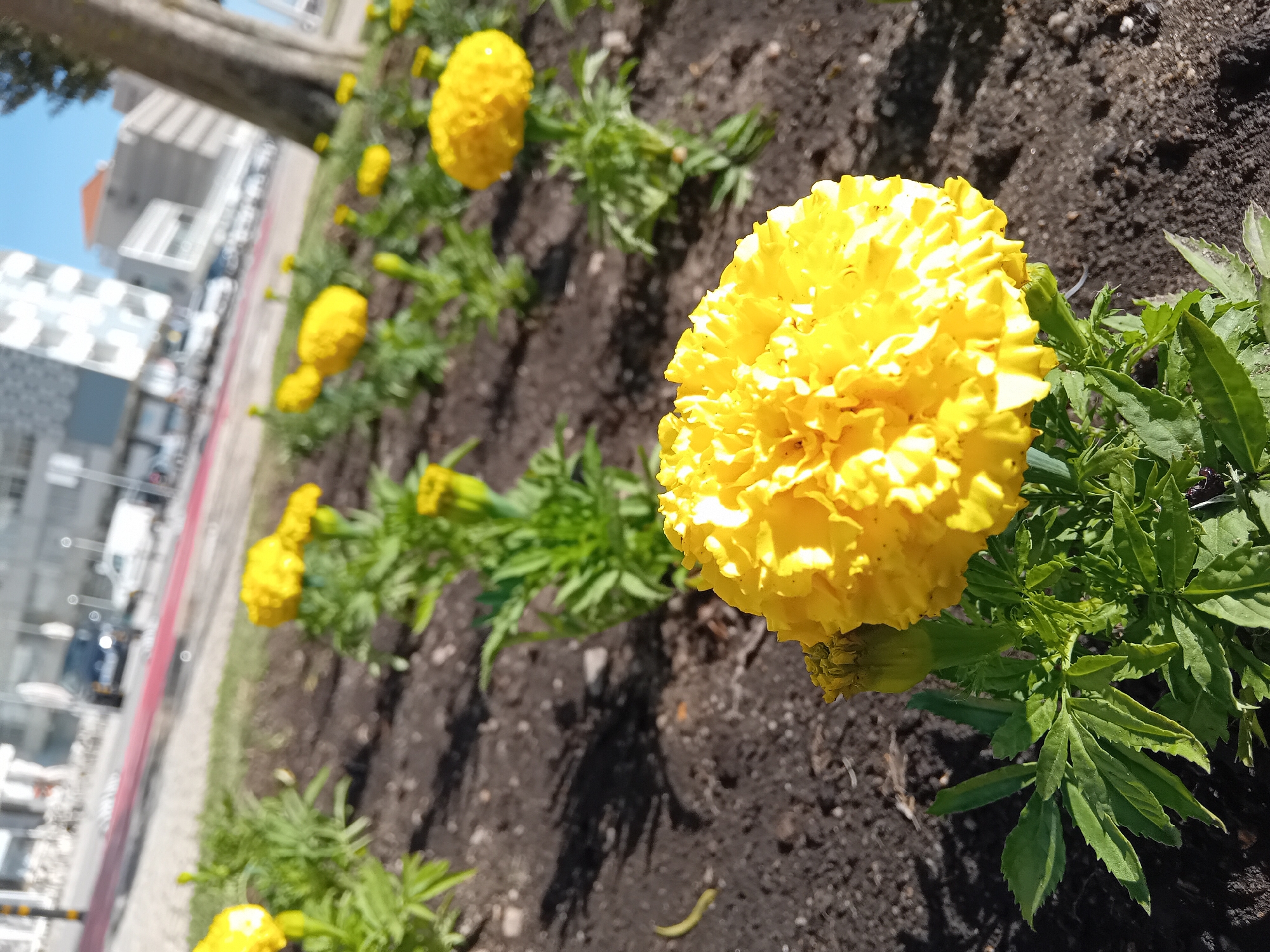 The image displays a row of vibrant yellow flowers, likely marigolds, planted in dark brown soil. The perspective is tilted counter-clockwise, making the row of flowers appear to extend diagonally across the frame from the bottom right to the upper left. A large, fully bloomed yellow flower with densely packed petals is prominently featured in the foreground, sharply in focus. Its green leaves and a budding flower are visible at its base.
Behind the prominent foreground flower, several other similar yellow flowers are planted in a linear arrangement, extending into the mid-ground. These background flowers are progressively more out of focus, creating a shallow depth of field. Long, distinct shadows are cast across the soil, indicating bright, direct sunlight.
The background, particularly on the left side of the frame, is blurred but reveals an urban or suburban setting. Tall, light-colored buildings with visible windows and architectural lines can be discerned. A tree trunk is visible in the upper left corner. Below the buildings, a paved area, possibly a sidewalk or road, is present, with indistinct shapes of vehicles visible.
The scene depicts a sunny day, likely morning or afternoon, given the clear illumination and shadows. There is no specific activity or event taking place, and no people are visible. No visible text is present in the image.