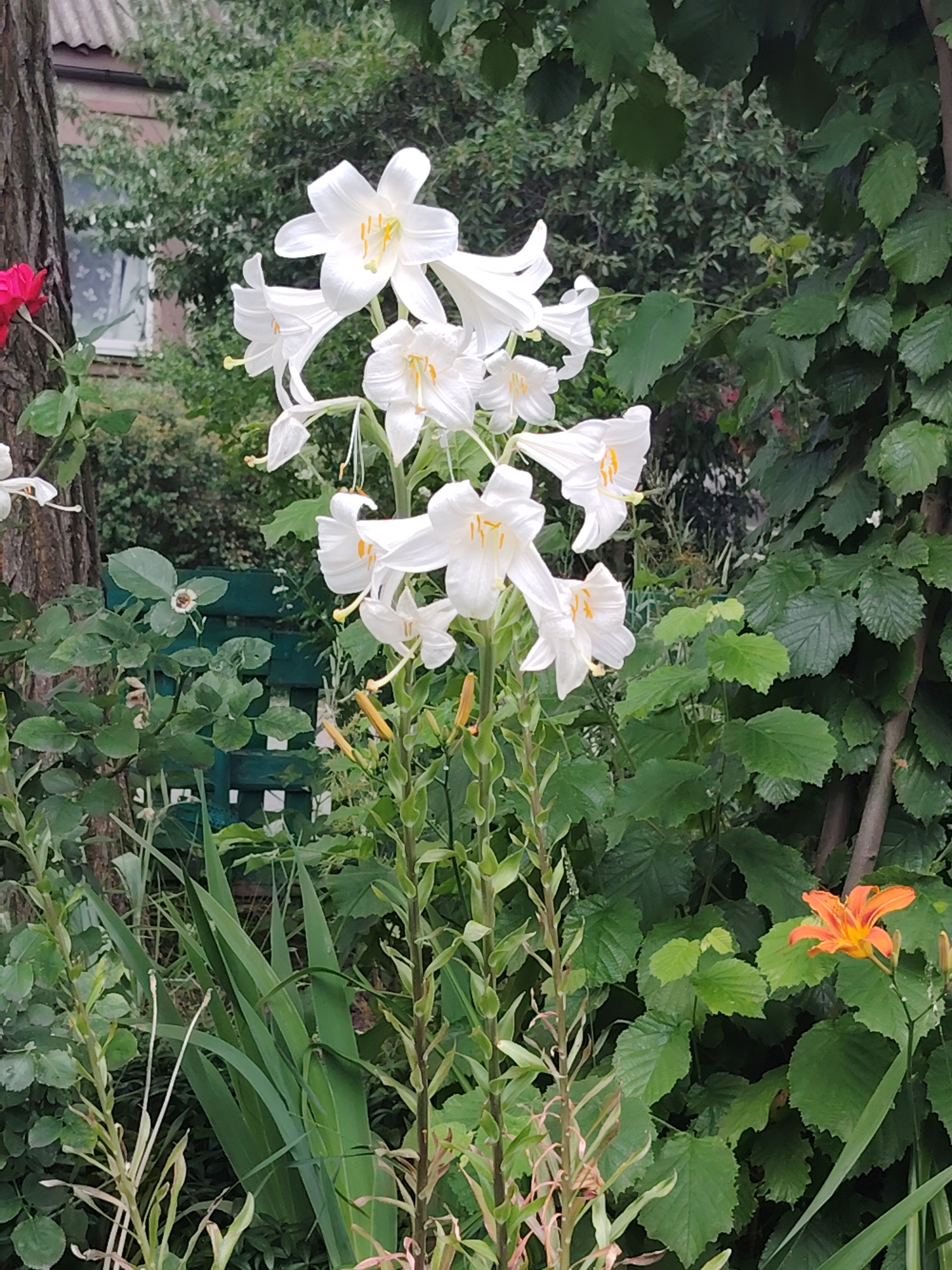 This image captures a close-up view of a cluster of white lilies in full bloom, with their prominent petals and yellow stamens clearly visible. They are the primary subjects, set against a backdrop of lush green foliage and the textured bark of a tree on the left. Partially visible in the background are hints of a building with a grey, corrugated roof and a window, suggesting a residential setting. A vibrantly red rose is also present near the base of the tree, adding a contrasting splash of color. To the right, a single orange lily stands out against the dense greenery. The overall impression is one of a garden scene, likely during daytime given the lighting. The environment appears to be a backyard or garden in Rostov-on-Don, Russia, characterized by abundant plant life and a hint of domestic architecture. No people or text are visible in the image.