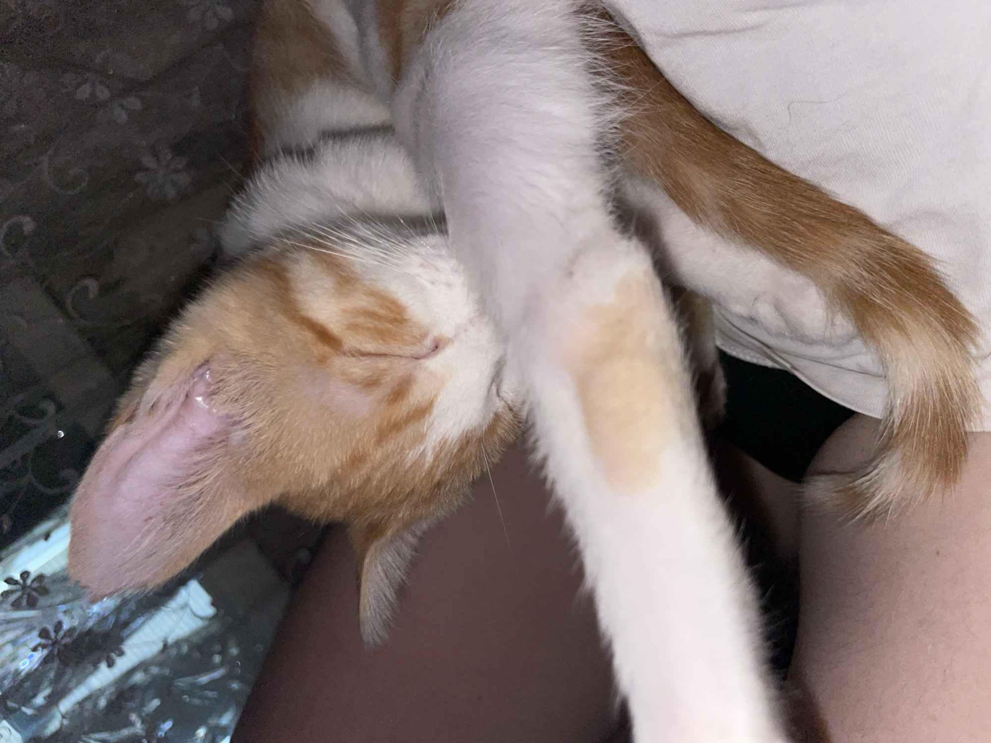 An orange and white kitten is shown in a close-up, partial view. The kitten is lying down, with its front paw raised and touching its face, appearing to be grooming or resting. The kitten has closed eyes and its nose is partially obscured by its paw. The background is dark and appears to be a patterned surface, possibly a blanket or carpet. The scene is indoors, with no indication of a specific location in Aktau, Kazakhstan. The lighting is dim, creating a soft focus on the kitten.