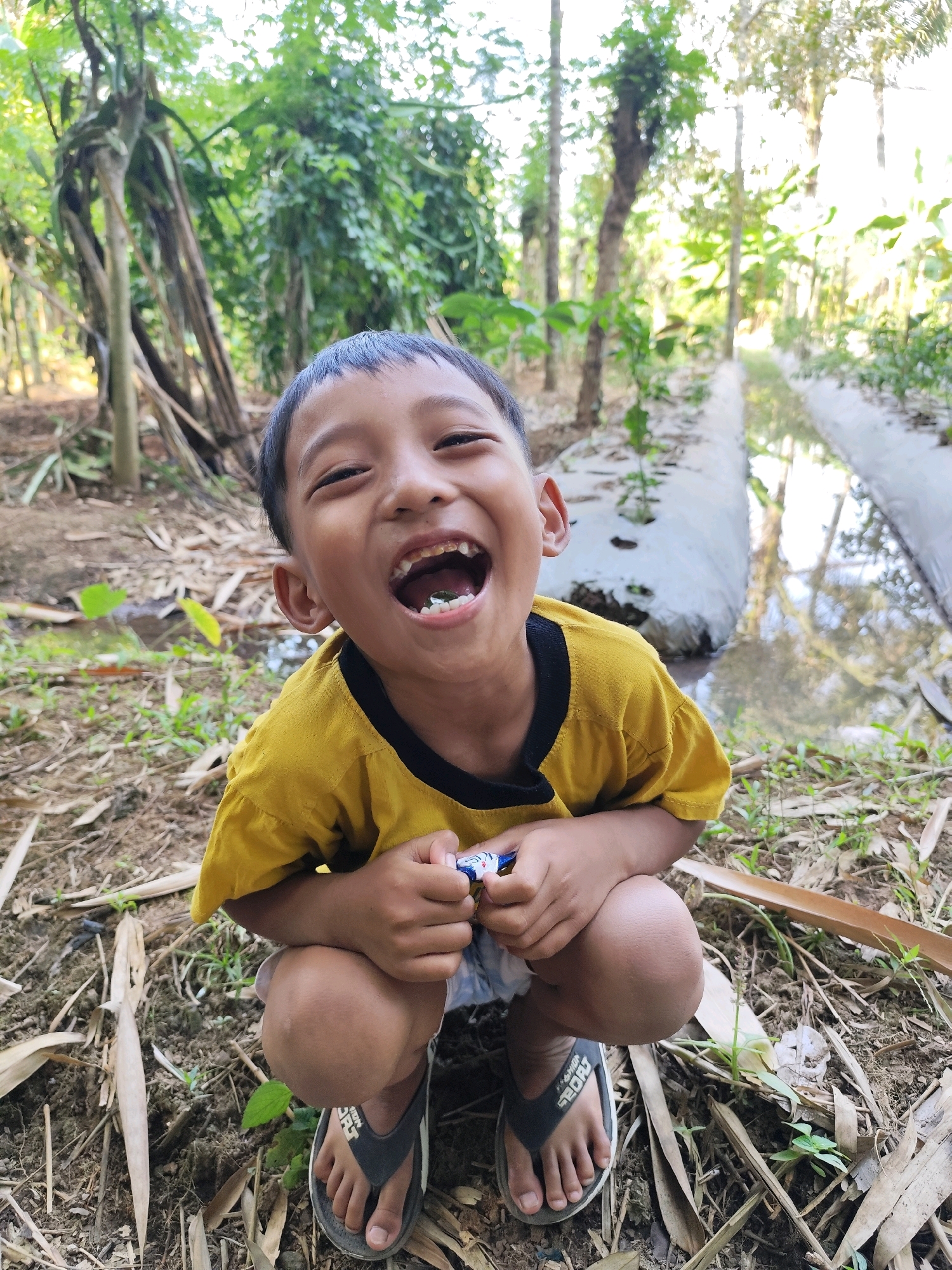 In Jambewangi, Indonesia, a young boy is captured in a candid moment, squatting down outdoors amidst lush vegetation. He is wearing a bright yellow t-shirt with black trim and dark-colored flip-flops. His mouth is open wide in a hearty laugh, revealing his teeth. In his hands, he clutches a small, colorful object, possibly a candy wrapper. The ground around him is covered in dirt, dry leaves, and scattered green foliage. Behind him, a water channel runs alongside a raised bed, likely used for agriculture, bordered by white plastic sheeting. Tall trees and foliage form a dense green backdrop, illuminated by soft sunlight filtering through the leaves. The scene suggests a playful and carefree childhood experience in a rural setting.