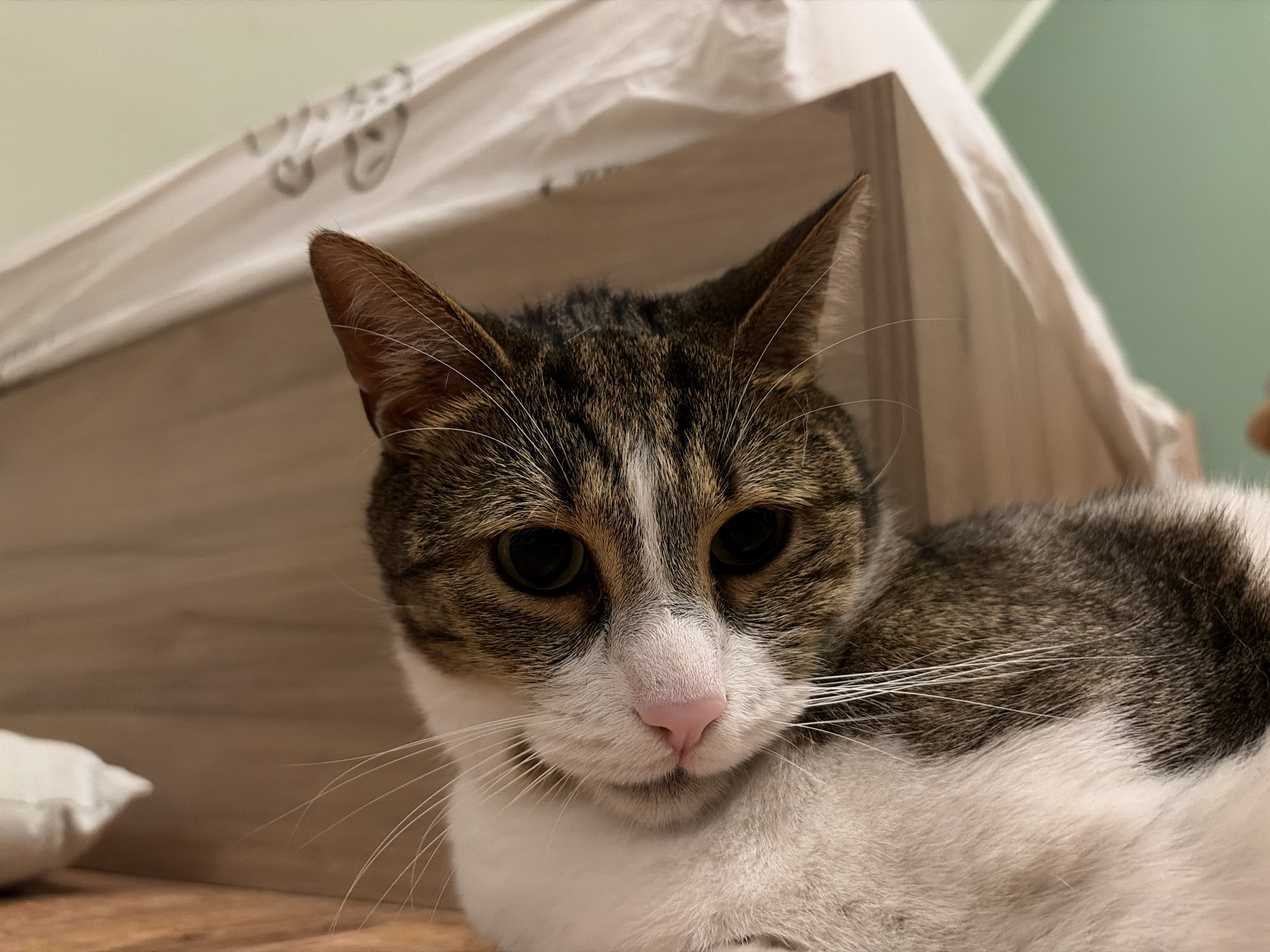 A close-up, medium shot shows the face of a domestic shorthair cat lying down. The cat has tabby markings on its head and back, with white fur on its chest and muzzle. Its eyes are large and dark, and its nose is pink. The cat's whiskers are prominent and white. In the background, a light-colored, crinkled fabric object is positioned behind the cat, and a light green wall is visible to the right. A wooden surface, likely a table or floor, is in the foreground. The image is an indoor shot, taken with artificial lighting.