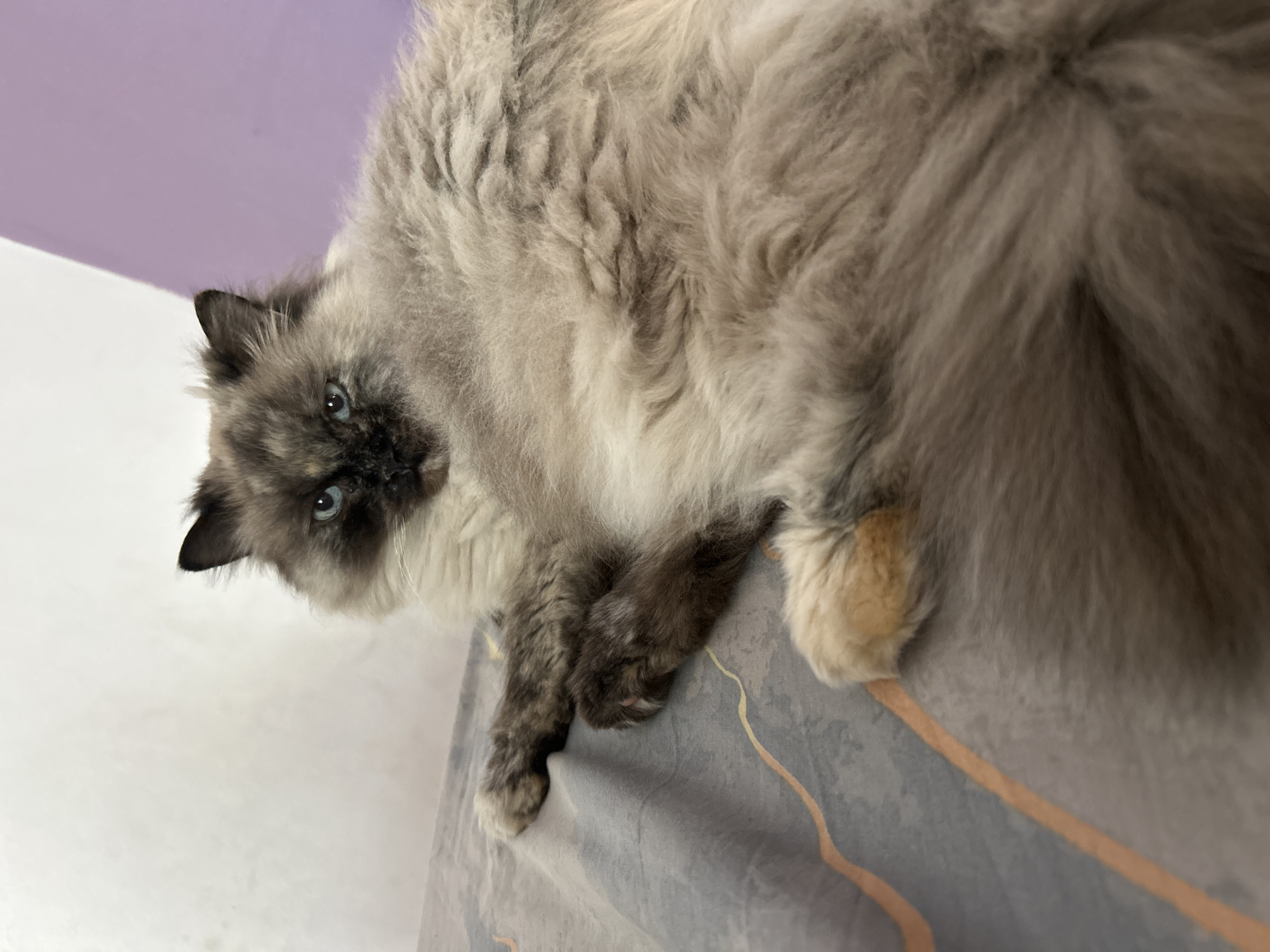 A medium-sized, fluffy cat with dark markings around its face, paws, and tail is lying on a gray and light-orange patterned surface, possibly a bed or couch. The cat's blue eyes are visible. The background consists of a white and lavender wall. The location is not discernible from the image.