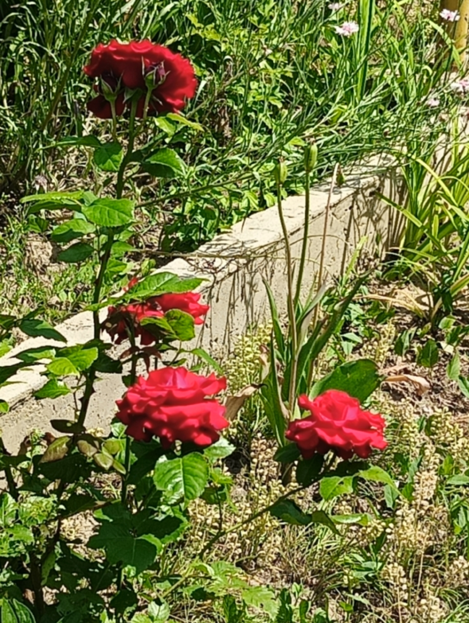 The image depicts an outdoor garden or cultivated area under bright daylight, located in the city of Unknown, Unknown. The primary subjects are several vibrant red roses on a bush with green foliage. A prominent, fully bloomed deep red rose is positioned at the upper center of the image, accompanied by three smaller, closed rosebuds on the same stem. A second fully bloomed red rose is clearly visible in the lower right quadrant, and a third partial red rose appears in the mid-left. The rose stems are green and show visible thorns, with the leaves being a lush green.
A horizontal concrete retaining wall or planter edge, exhibiting a rough, weathered texture, runs across the mid-ground of the scene. In front of and directly behind this wall, several tall, slender green stalks, possibly developing seed pods or flower stalks, stand vertically. The background consists of dense green grass and various leafy plants, with a scattering of small, light-colored flowers, likely white or pale pink, visible towards the upper right. Patches of drier, lighter green or yellowish vegetation and exposed soil are present in the foreground and parts of the mid-ground. The scene is illuminated by strong sunlight, creating distinct highlights on the roses and foliage, and casting shadows. No individuals or animals are present in the image.