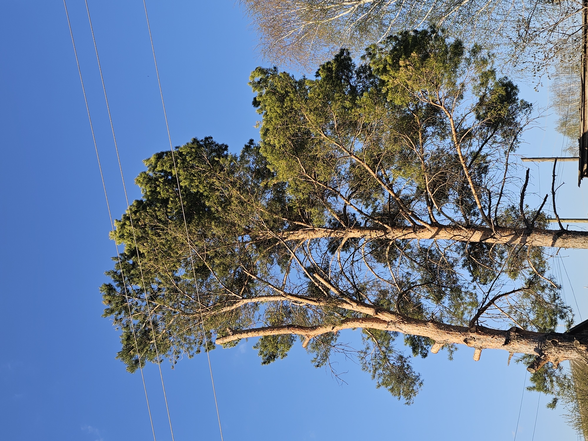 The image shows a tree against a clear blue sky. Overhead power lines run along the left side of the frame. Part of a building or structure is visible on the right side of the frame. Bare tree branches are visible above the main tree. The location is possibly Альняш, Russia.