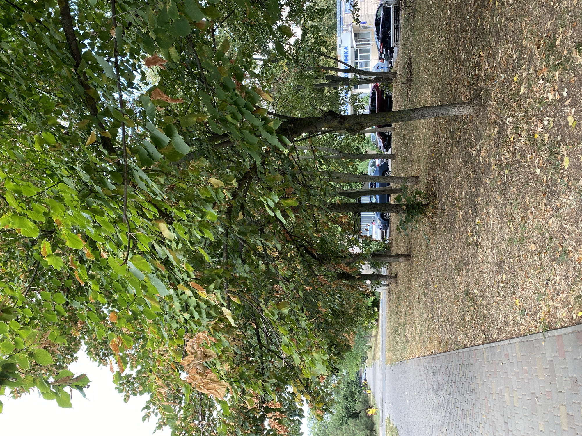 This image depicts a tree-lined street in Chornomorsk, Ukraine, with a paved walkway on the left and a grassy area with parked cars on the right. The trees, predominantly deciduous, display a mix of green and some autumnal brown leaves, suggesting the transition into fall. Several cars, including a dark sedan and a maroon SUV, are parked along the curb in front of a low-rise building with blue and white signage. The walkway is constructed of grey interlocking pavers. The grassy area is covered in fallen leaves and dried grass. The sky is overcast. There are no people clearly visible in the frame. The overall impression is a quiet urban street scene during daytime.