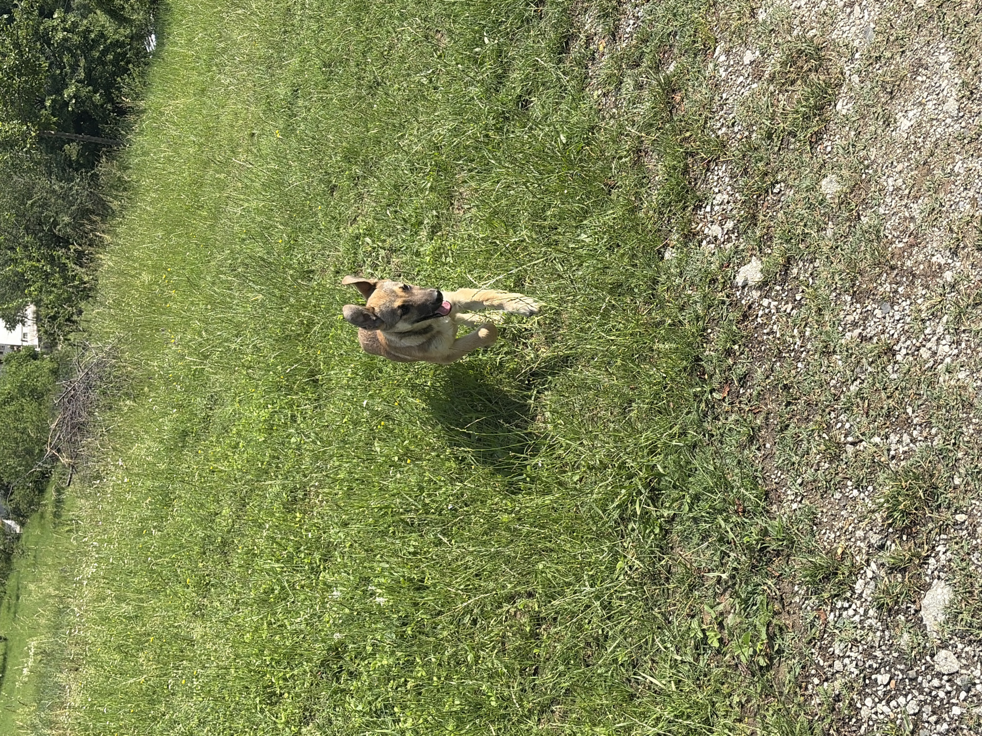 A medium-sized dog with light brown and tan fur lies relaxed in a sunlit field of lush green grass. The dog, possibly a mixed breed, is situated in the lower left of the frame, looking upwards and to the left with its mouth open and tongue out, suggesting contentment or light panting.
The ground to the right of the dog transitions into a bright gravel path or area, mixed with sparse grass. In the background, on the left side of the scene, dense green trees and bushes are visible, with a small white building partially obscured behind them. The entire scene is bathed in bright daylight, indicating clear, sunny weather, likely midday or early afternoon. No text is visible in the image. The setting is an outdoor, natural environment, consistent with the specified location of Gabrovo, Bulgaria.