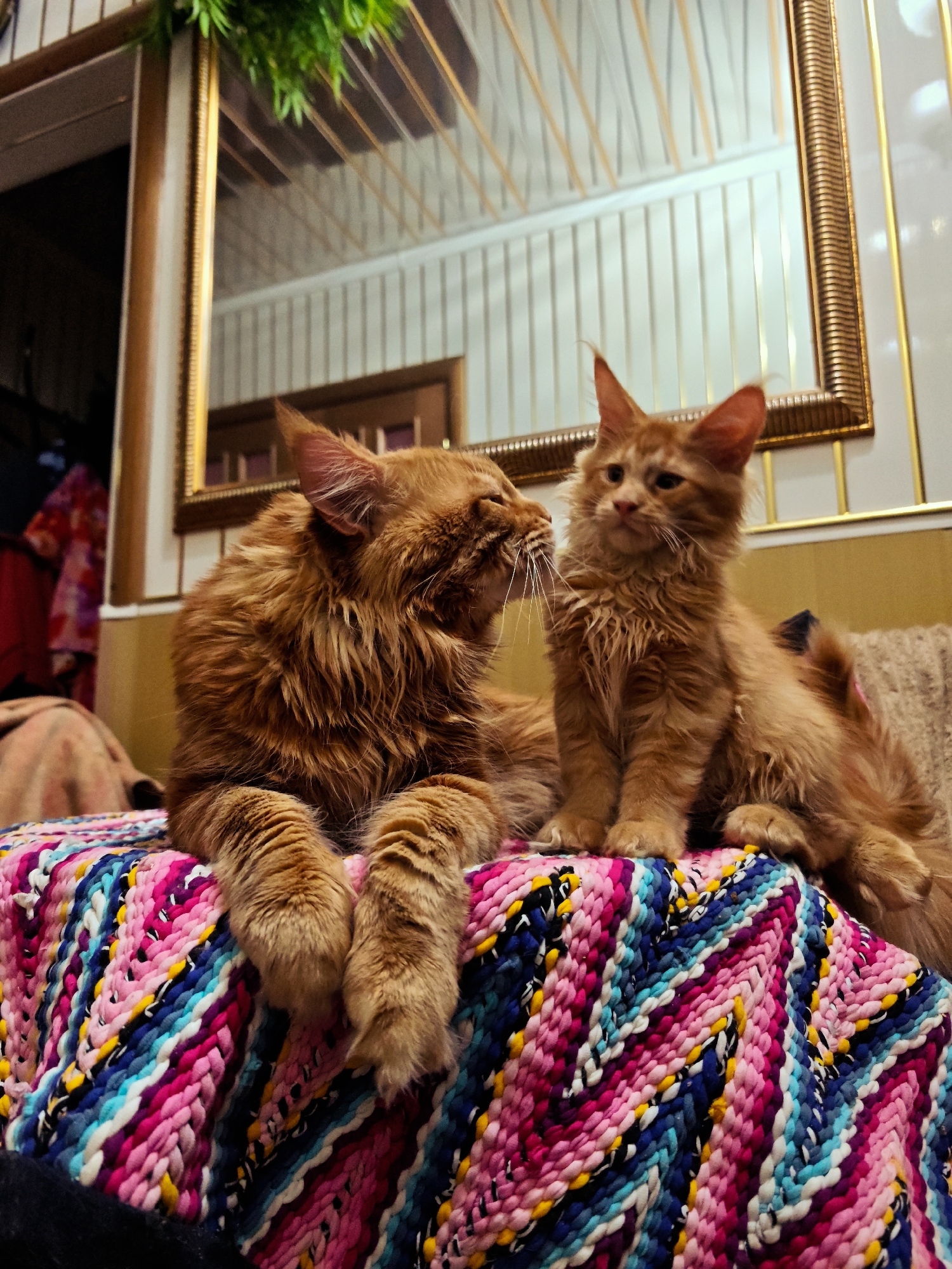 Two ginger Maine Coon cats are sitting on a colorful woven blanket. The cat on the left is larger and is lying down with its front paws resting on the blanket. The cat on the right is smaller and is sitting upright, looking towards the left cat. A mirror with a golden frame is visible in the background, reflecting the ceiling and some greenery. The walls are paneled with vertical white stripes and have some decorative molding. There is furniture visible in the background to the left, including what appears to be a closet or wardrobe with clothing. The overall setting appears to be indoors, possibly a living room or bedroom.