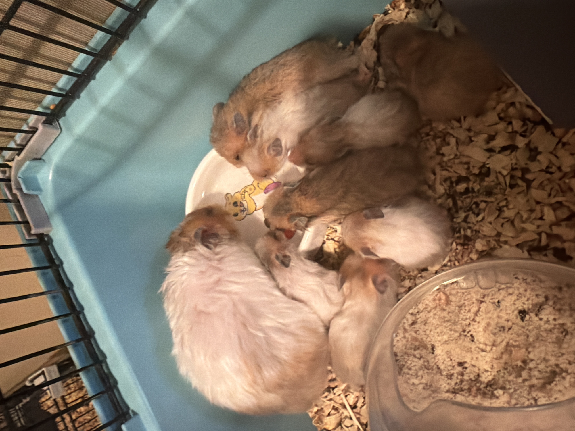 In a light blue plastic hamster cage filled with wood shavings, a mother hamster with light brown and white fur is nestled amongst at least six young hamsters, some of which are light brown and white, and others are a darker brown. A white food bowl with a cartoon hamster design is positioned in the center of the group, and some of the young hamsters appear to be drinking from it. The cage has black metal bars at the top. This scene is not located in the city of Shcherbinka, Russia.