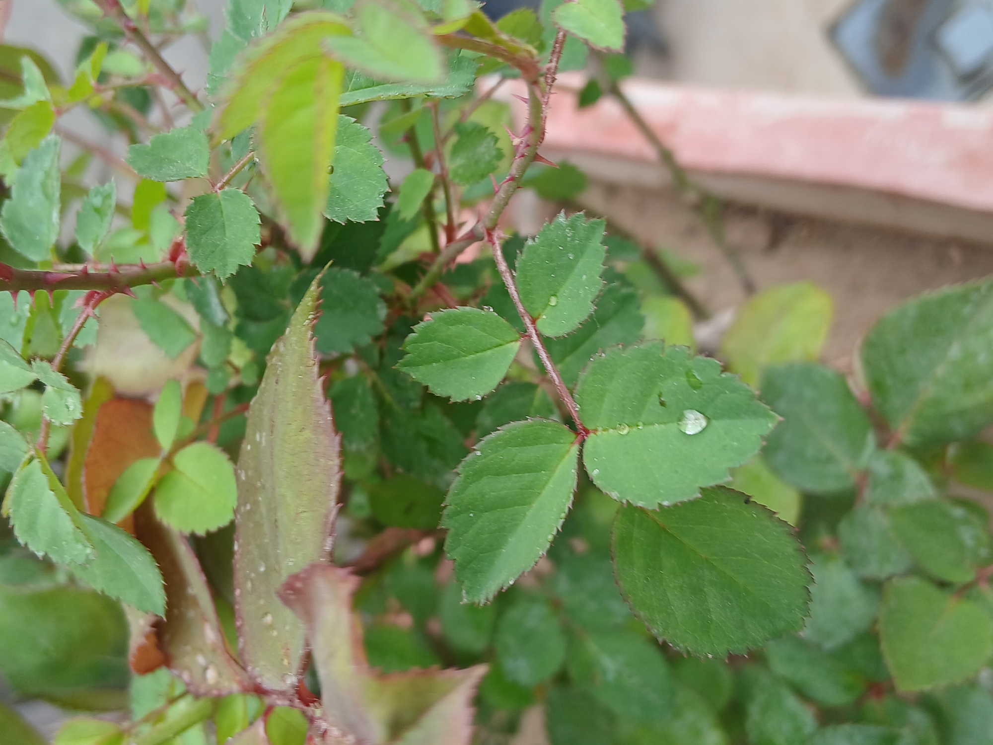 The image shows a close-up view of a rose bush in Quetta City Tehsil, Pakistan. The focus is on the leaves and stems, which are green and red respectively. There are small thorns visible on the stems. Some water droplets are present on the leaves, suggesting recent rain or dew. The plant appears to be in a pot or raised garden bed, partially visible in the background.