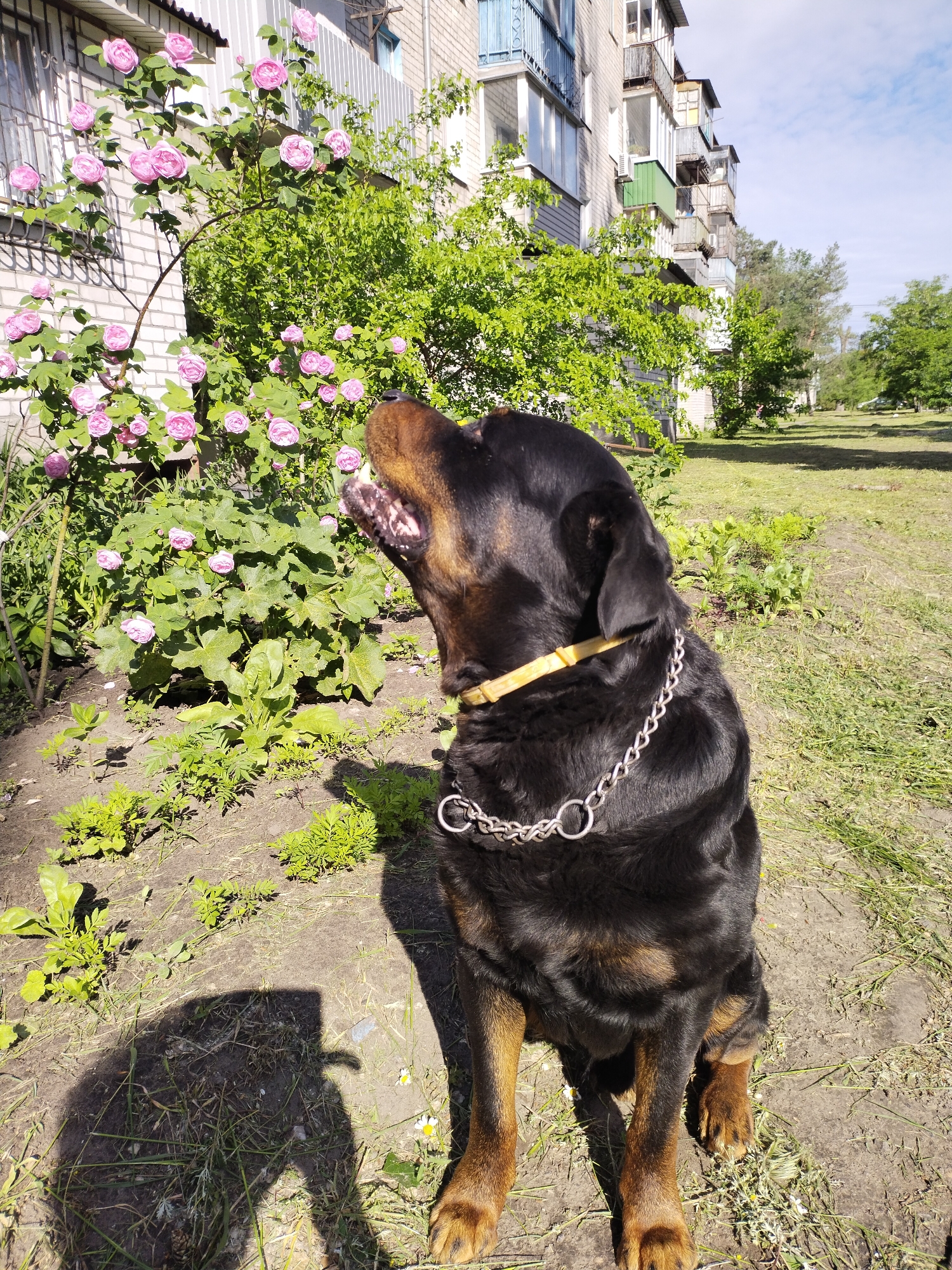 The photograph, taken during daylight in Horishni Plavni, Ukraine, features a Rottweiler dog sitting on bare earth with sparse grass patches. The dog is predominantly black with tan markings on its legs and muzzle, wearing a yellow collar and a silver chain. It is looking upwards with its mouth open. To the dog's left is a rose bush with pink roses growing against a light brick wall with barred windows. Behind the roses is a green shrub. In the background, a multi-story apartment building with balconies and windows is visible, along with trees and a grassy area leading toward a distant road. The light suggests a sunny day, casting a shadow from the dog onto the ground.