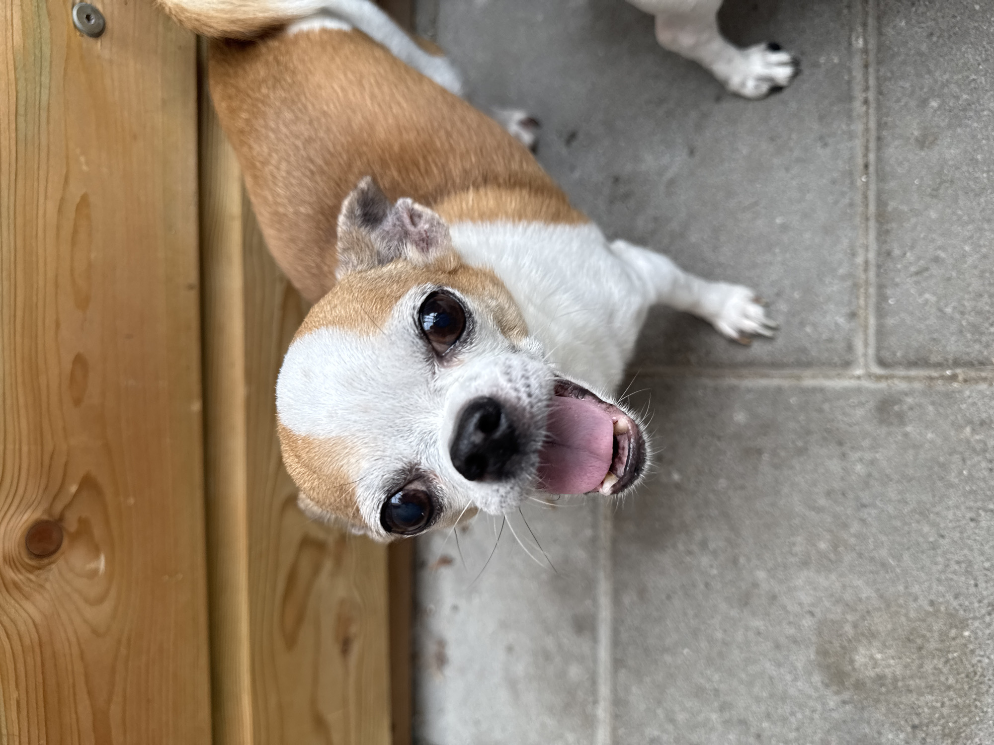 A small, bi-color dog, likely a Chihuahua, stands on a paved surface in the city of Unknown, Unknown, looking directly upwards towards the camera. The dog has prominent, dark, wide-set eyes, a black nose, and an open mouth with its pink tongue slightly extended. Small white teeth are visible on its lower jaw, and whiskers protrude from its muzzle. Its fur is primarily white on the chest, muzzle, and a stripe running down its face, with fawn or light brown patches on its ears, the top of its head, and covering most of its back and sides.
The dog is positioned on a grey, roughly textured, paved surface, which appears to be composed of rectangular tiles or concrete slabs with visible grout lines. Faint, dark smudges or discolorations are present on this surface. In the lower right corner, the front paws of a second, white-colored animal are partially visible on the same paved surface.
Behind the dog is a light-brown wooden wall or fence composed of horizontally oriented planks, exhibiting natural wood grain and a prominent dark knot in one plank near the upper center. A silver-colored metal screw head is visible in the wooden plank in the upper right quadrant of the image.