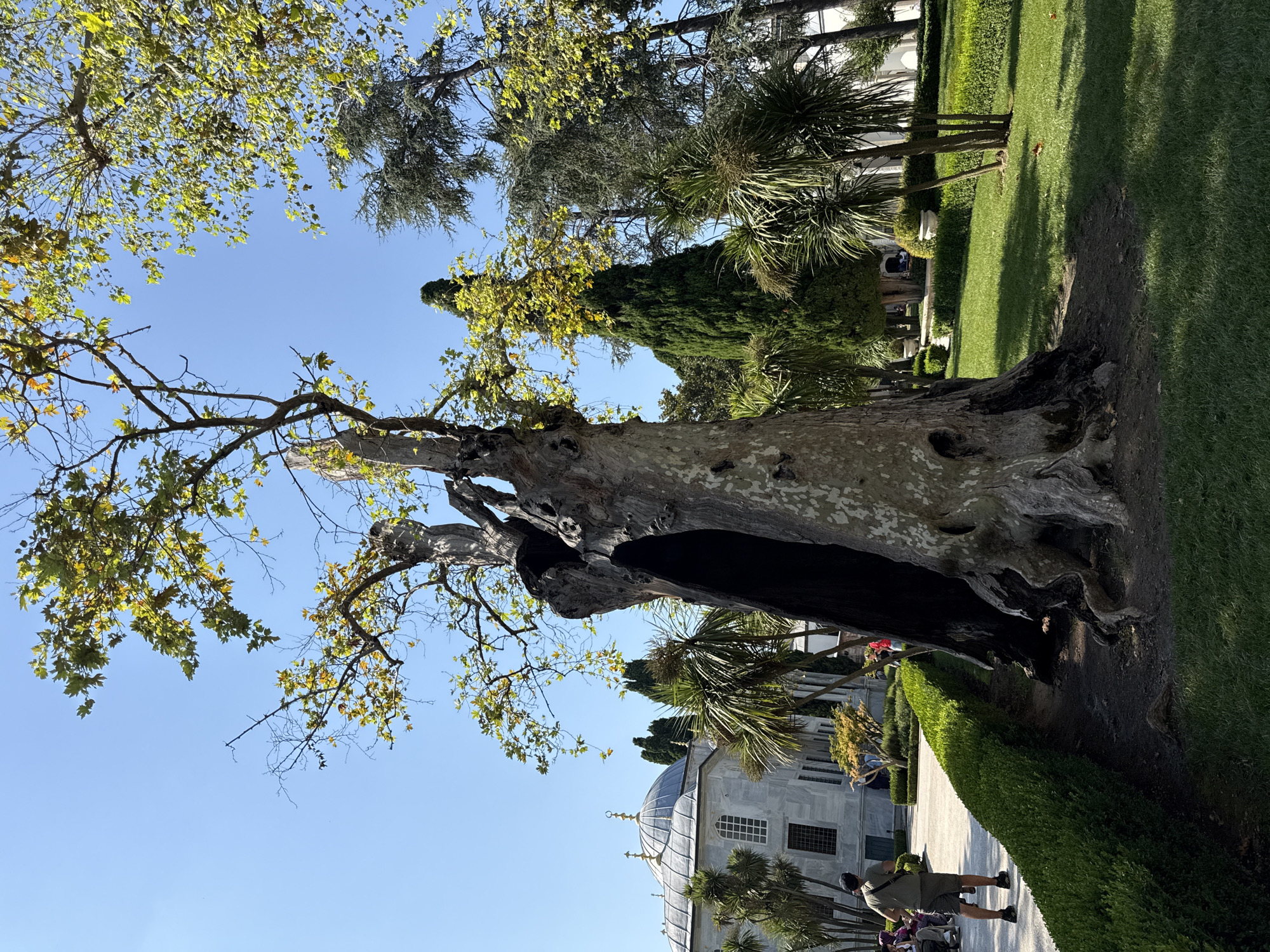 This photograph captures a scene in the Topkapi Palace complex in Istanbul, Turkey, on a clear, sunny day. In the foreground, a large, ancient tree with a hollowed-out trunk dominates the frame. Its weathered bark and gnarled roots are prominent. To the left of the tree, a neatly trimmed green hedge borders a paved walkway. Beyond the hedge, a man in a green shirt and shorts, with a bag slung over his shoulder, walks away from the camera. Further in the background, a building with a light-colored marble facade and a prominent dome, characteristic of Ottoman architecture, is visible. Several palm trees and other varied greenery are scattered throughout the courtyard. The sky is a vivid blue with no clouds.