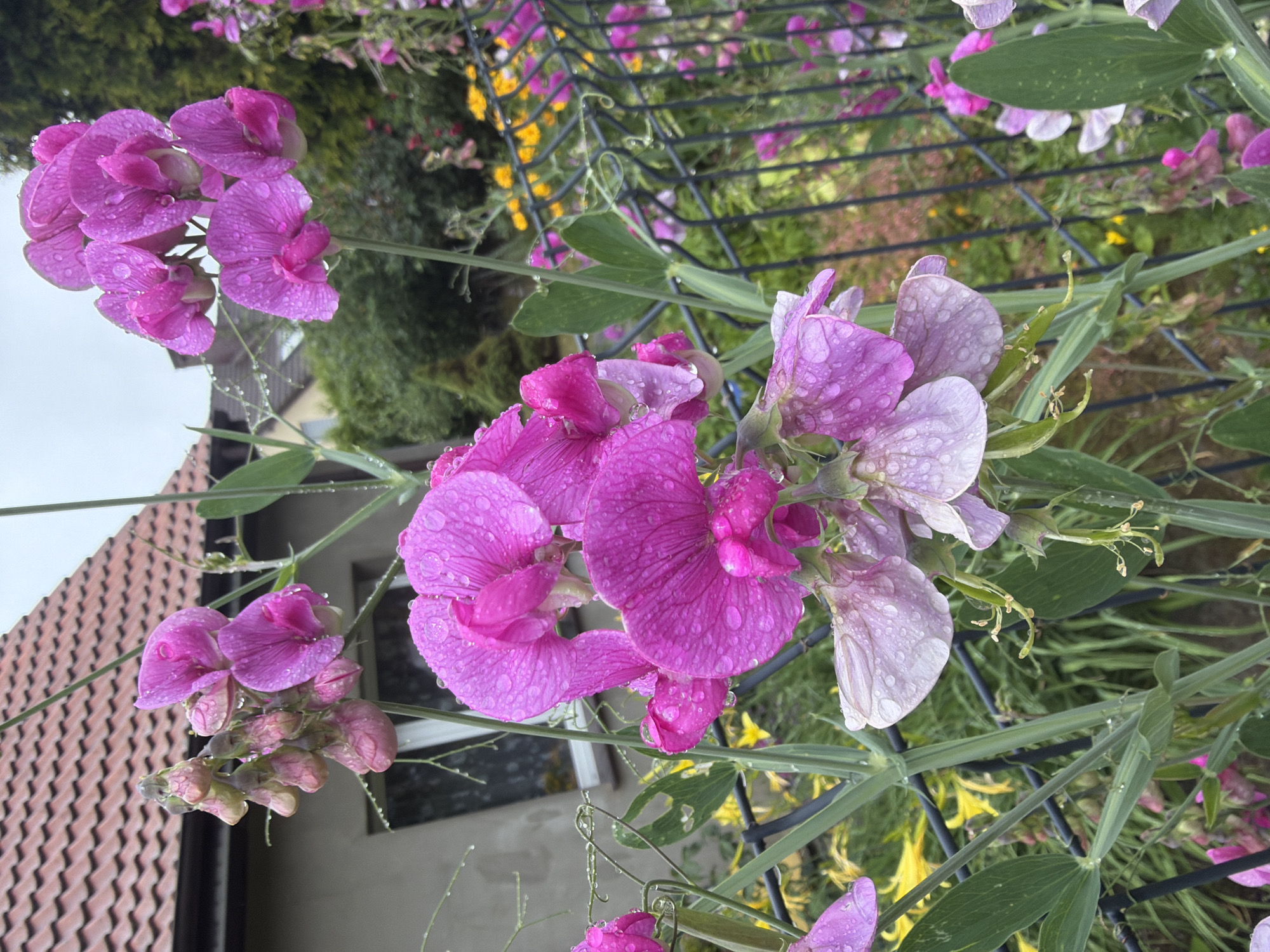 A cluster of vibrant pink sweet pea flowers, glistening with raindrops, are in full bloom in a garden. The flowers are supported by thin green stems and are growing against a dark metal fence. In the background, a glimpse of a red-tiled roof on a building suggests a residential area. Further back, the foliage of trees and other flowers, including yellow ones, can be seen, indicating a lush garden setting. The overall impression is one of natural beauty enhanced by the rain. The image appears to be taken in a private garden in Szczecin, Poland, a city known for its green spaces and floral displays.