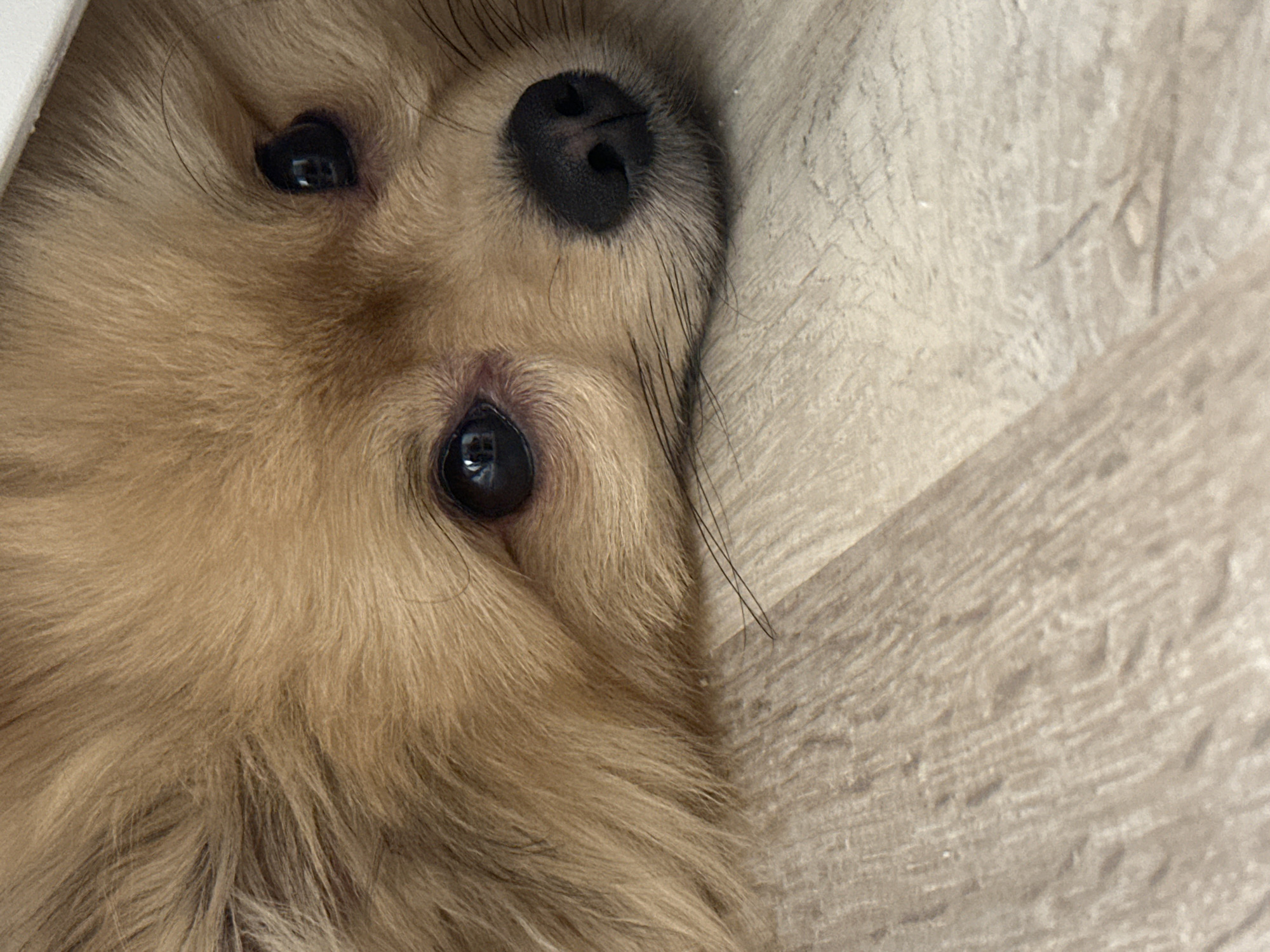 A close-up, intimate shot captures the face of a fluffy, light brown or cream-colored dog, likely a small breed like a Pomeranian. The dog's head is angled, creating an impression of it peeking out or resting its head on a surface, with its gaze directed slightly upwards and to the side. Both of its dark, reflective eyes are visible, catching light and showing subtle reflections within the pupils. The dog's black, wet-looking nose is prominent, with fine whiskers extending from around its muzzle.
The dense, soft fur covers most of the frame, showing variations in texture and shade. In the upper left portion of the main image, a smooth, plain white surface is visible, possibly a wall or furniture. The bottom and right portions of the frame reveal a light-colored wooden floor with a discernible grain pattern, suggesting an indoor setting.
No specific activity beyond the dog's observant or curious gaze is depicted. There is no visible text in the image. The scene is set indoors, and while the location context provided is Votkinsk, Russia, there are no visual cues within the image itself to confirm this. The overall mood is calm and gentle.