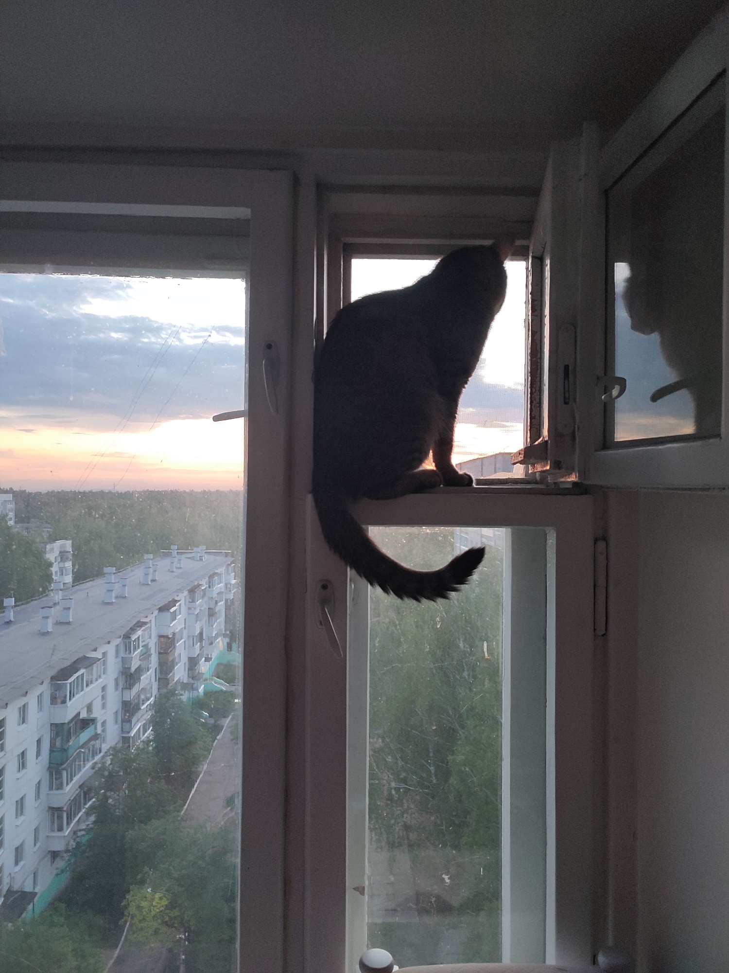 A dark gray cat sits on the interior windowsill of a window, looking out at a cityscape at sunset. The window is white and comprised of multiple panes. The window to the right is open, reflecting the cat's silhouette. Outside, buildings are visible in the distance, and a pink and orange sunset illuminates the sky. The location appears to be in a city.
