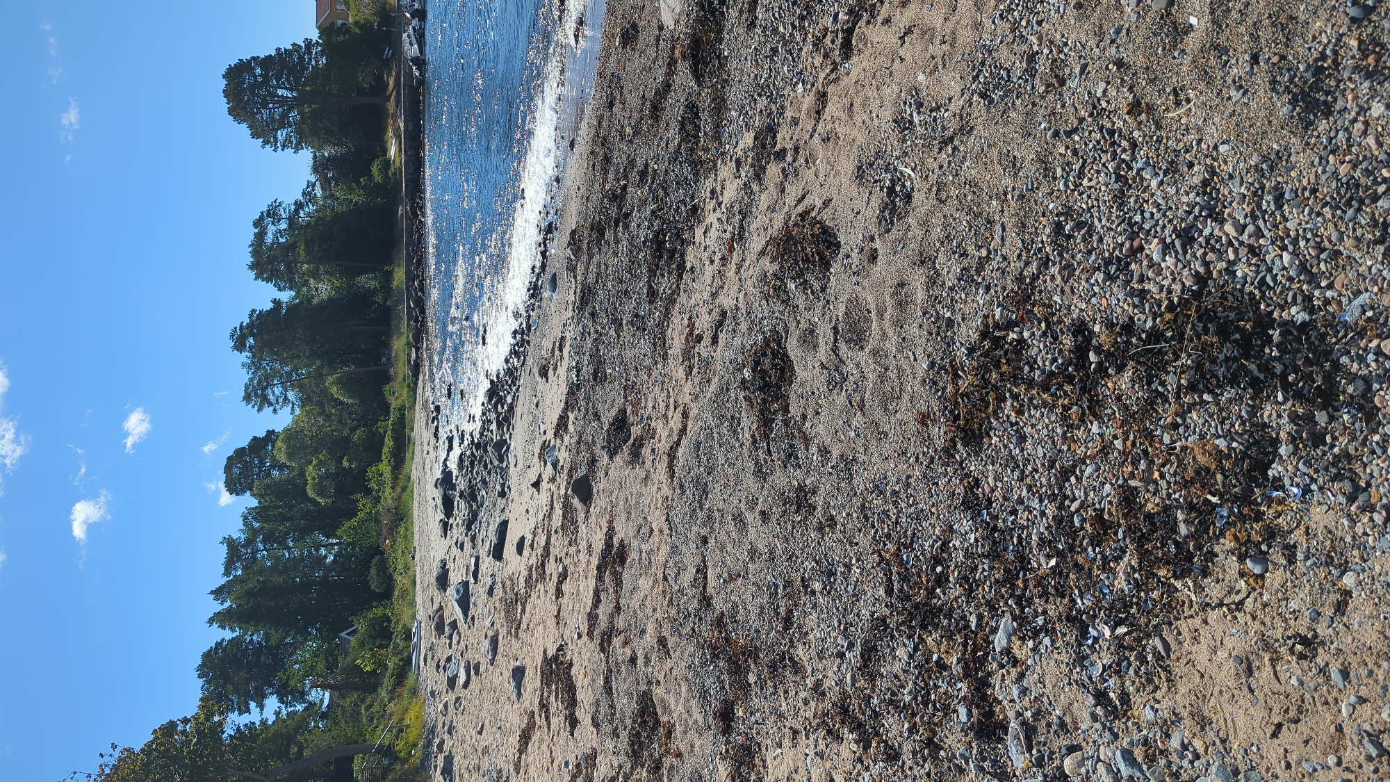 A serene beach scene unfolds under a clear blue sky with scattered white clouds. The foreground is dominated by a sandy and pebbly shore, interspersed with dried seaweed. The gentle waves of a blue body of water lap at the shore on the right side of the image. A line of lush green trees and vegetation forms a backdrop, suggesting a natural, possibly park-like setting. The presence of a few structures peeking through the trees hints at a nearby residential area. The image captures a tranquil moment on the coast of Larkollen, Norway.