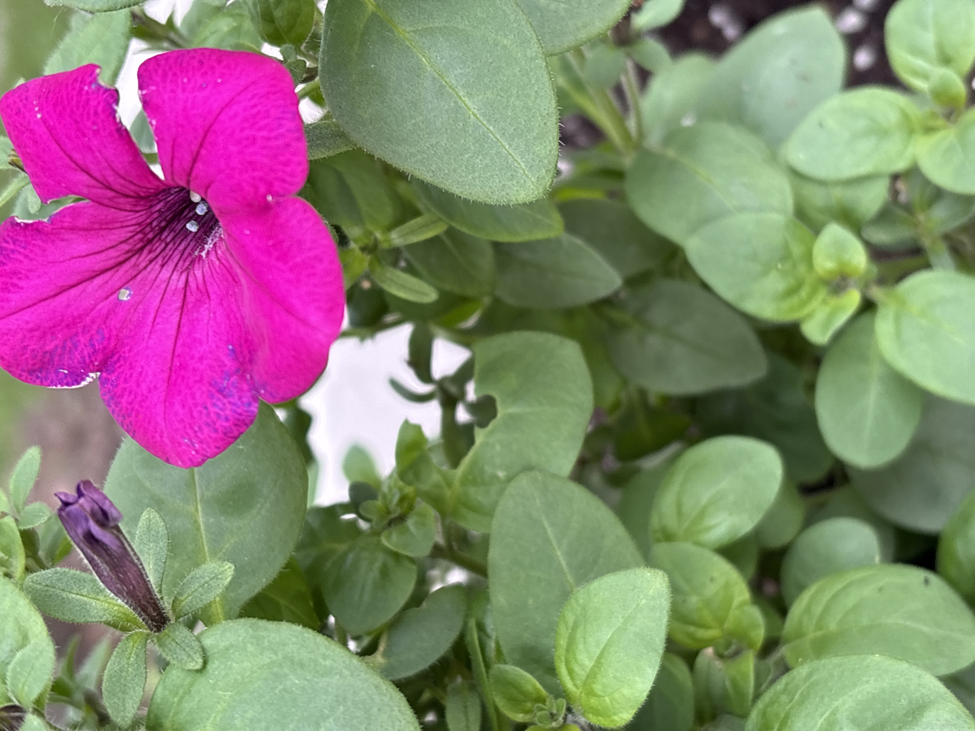 The image shows a close-up of a pink petunia flower in bloom, with a dark purple bud to its left. The flower has five petals and dark purple veins radiating from its center. Several green leaves surround the flower and bud. The image appears to be taken outdoors, with soft lighting. There are no people or specific landmarks visible to indicate a location within the city of Perm, Russia. The scene is a botanical close-up, focusing solely on the plant's details.