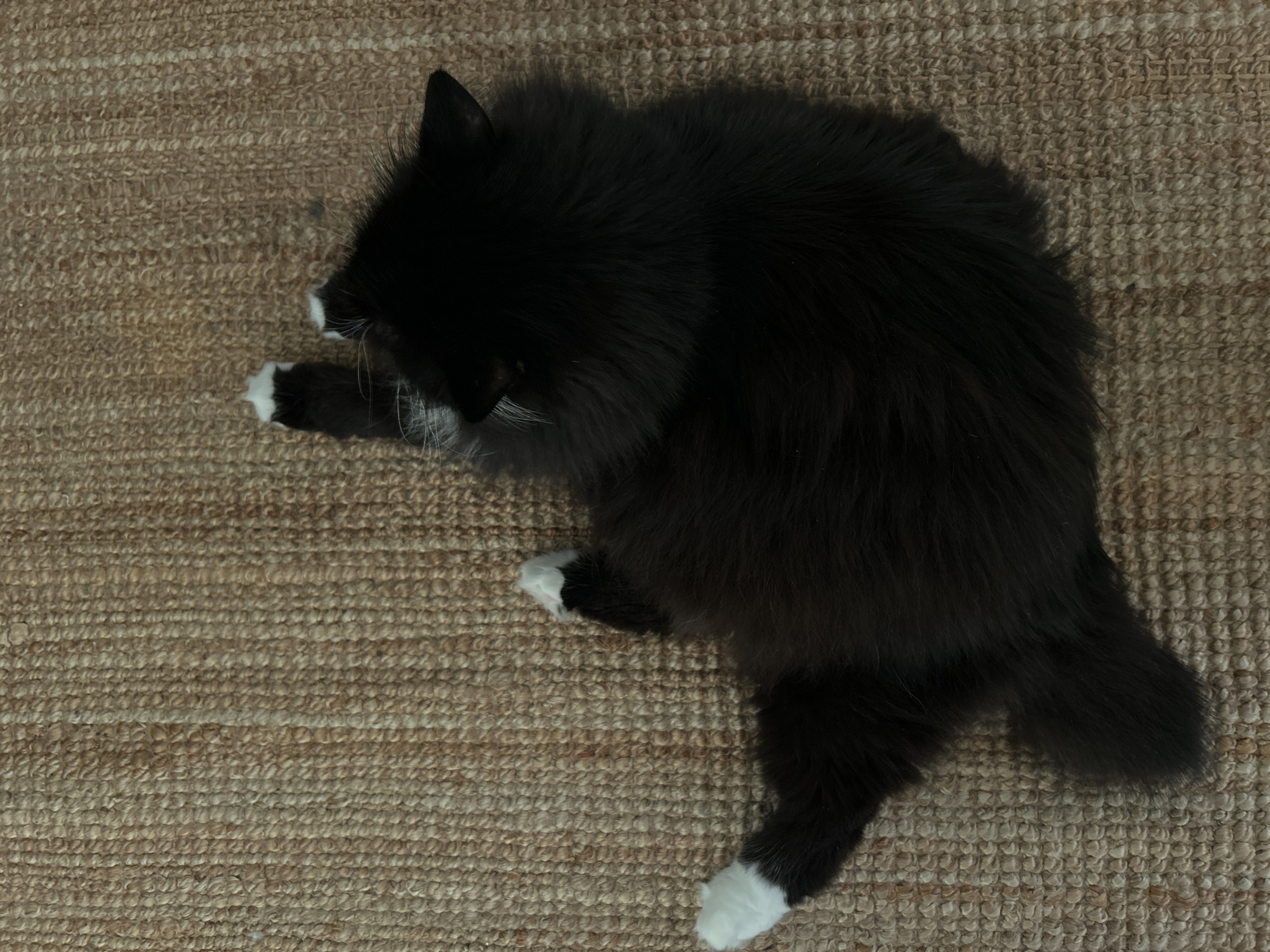 An overhead, eye-level shot shows a black and white long-haired cat lying on its back on a woven tan rug. The cat's head is turned to the right, with only its face and ears visible. Its body is curled upwards, exposing its belly. All four of its paws are pointed towards the top of the frame, and each paw has white fur. The cat's tail is curled loosely to its left side, and the tip of the tail is out of frame. The rug has a textured weave of light brown and tan fibers. The lighting is dim, and there are no other objects or people in the frame.