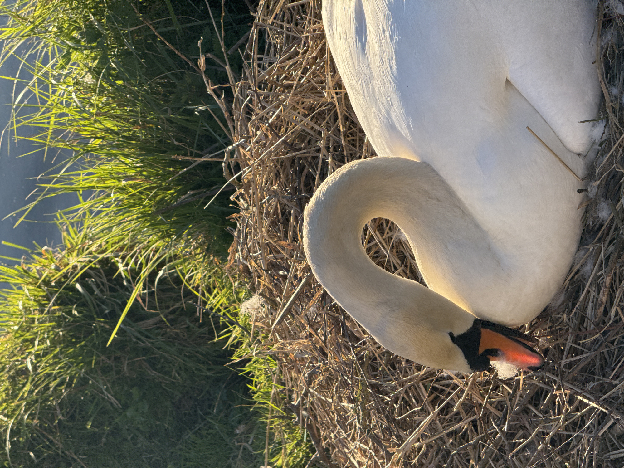 A swan is nestled in a nest made of dried grass and reeds near a patch of green grass. The swan has white feathers and a long, curved neck. Its beak is black with an orange tip, and there are small downy feathers on its beak. The nest is built close to a body of water. The photo may not contain evidence to verify it was taken in Beilstein, Germany.