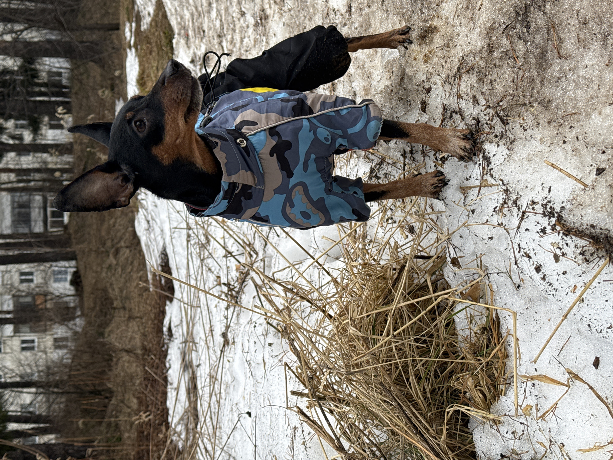 A Doberman Pinscher dog stands in a snowy and grassy patch in Chaikovsky, Russia. The dog is wearing a blue camouflage jacket and black leg coverings. The ground is a mix of melting snow, dirt, and dry grass. In the background, trees and a building are visible. The scene suggests a cold, early spring day.