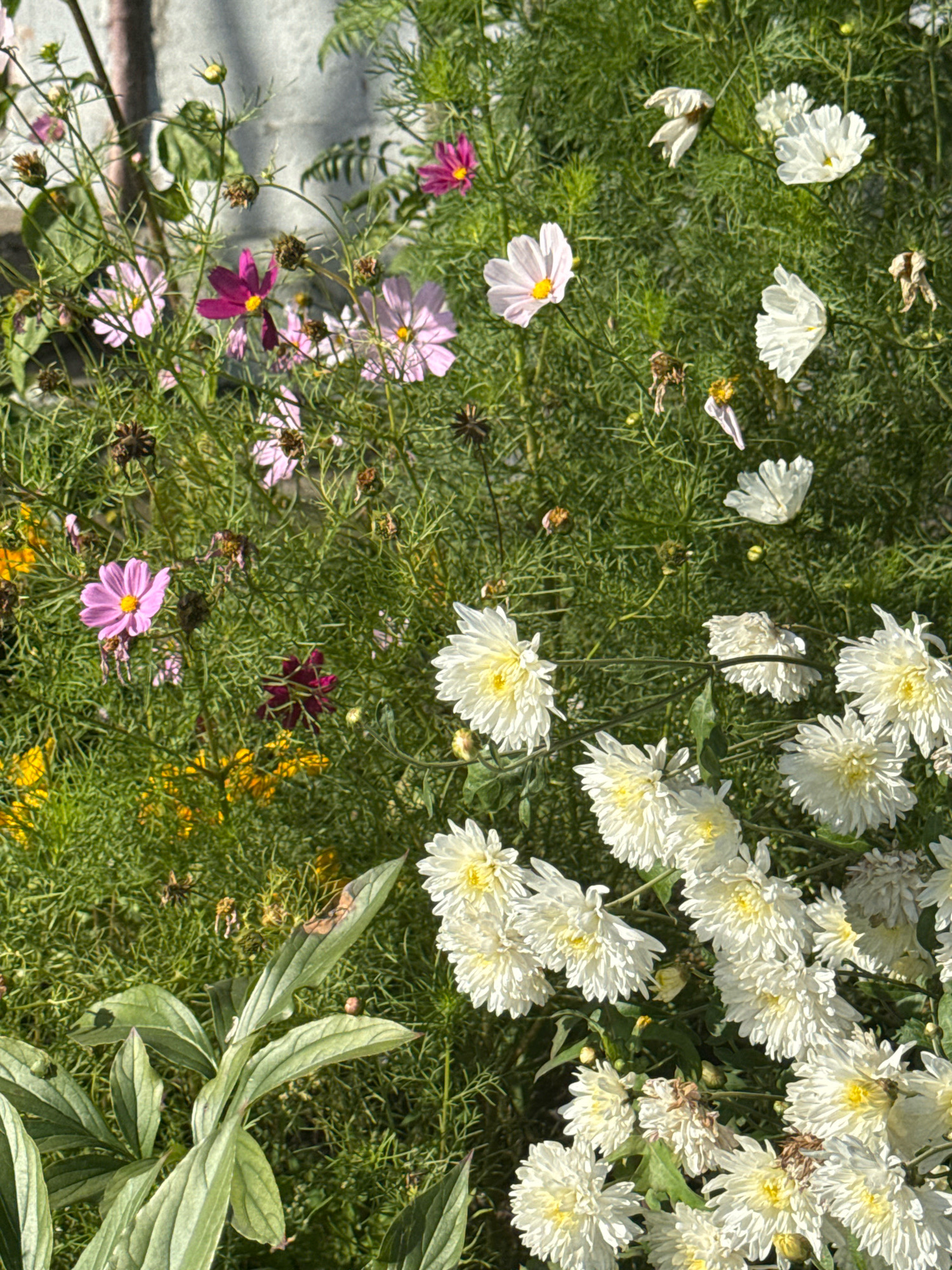 The image shows a close-up view of a flower bed with a variety of blooming flowers and green foliage. There are several pink and purple cosmos flowers with yellow centers, as well as clusters of white chrysanthemums with yellow centers. Some of the flowers are fully open, while others are still in bud or have begun to wilt. The background consists of dense green foliage and a hint of a light-colored wall or structure, possibly a building facade. The scene is bathed in natural sunlight, casting shadows on some of the flowers. There is no indication of specific location within Saint Petersburg, Russia, and no people are visible in the image.